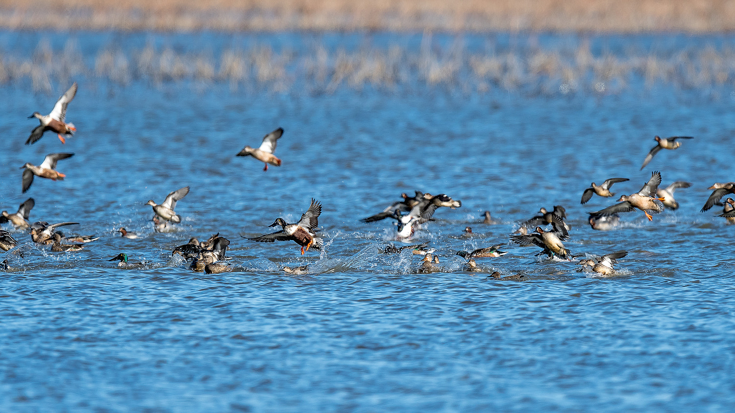 Nikon D500 sample photo. Landing on the water photography