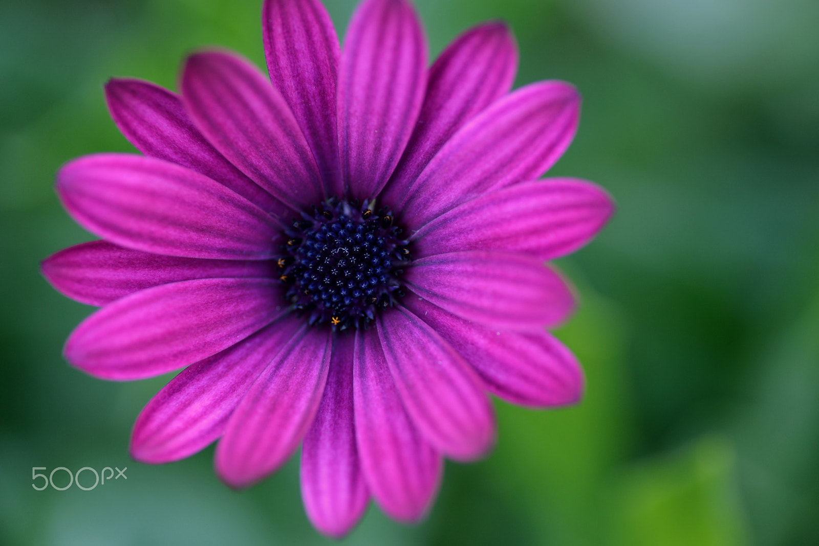 Nikon D600 sample photo. Purple gazania photography