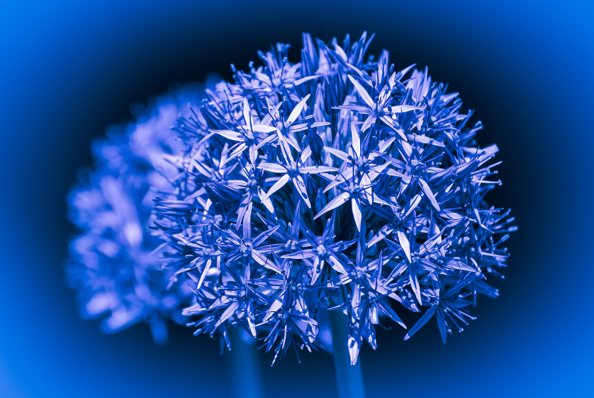 Nikon D200 sample photo. Feeling blue photography