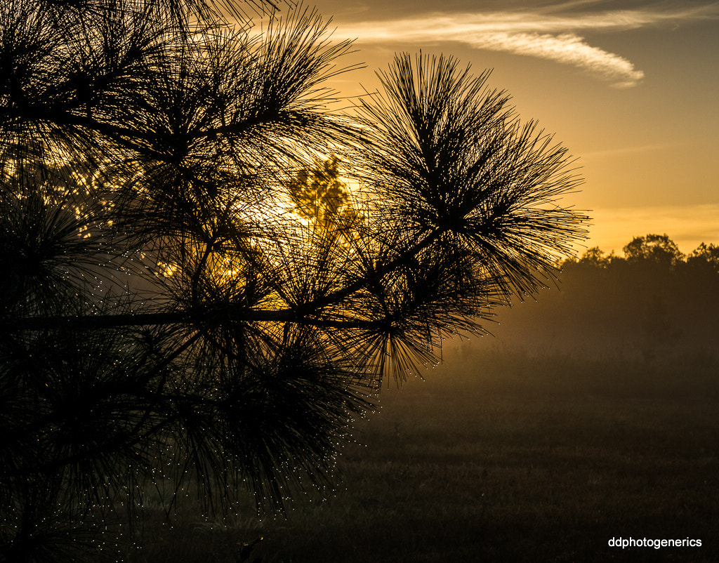 Olympus M.Zuiko Digital 14-42mm F3.5-5.6 II R sample photo. One misty morning... photography