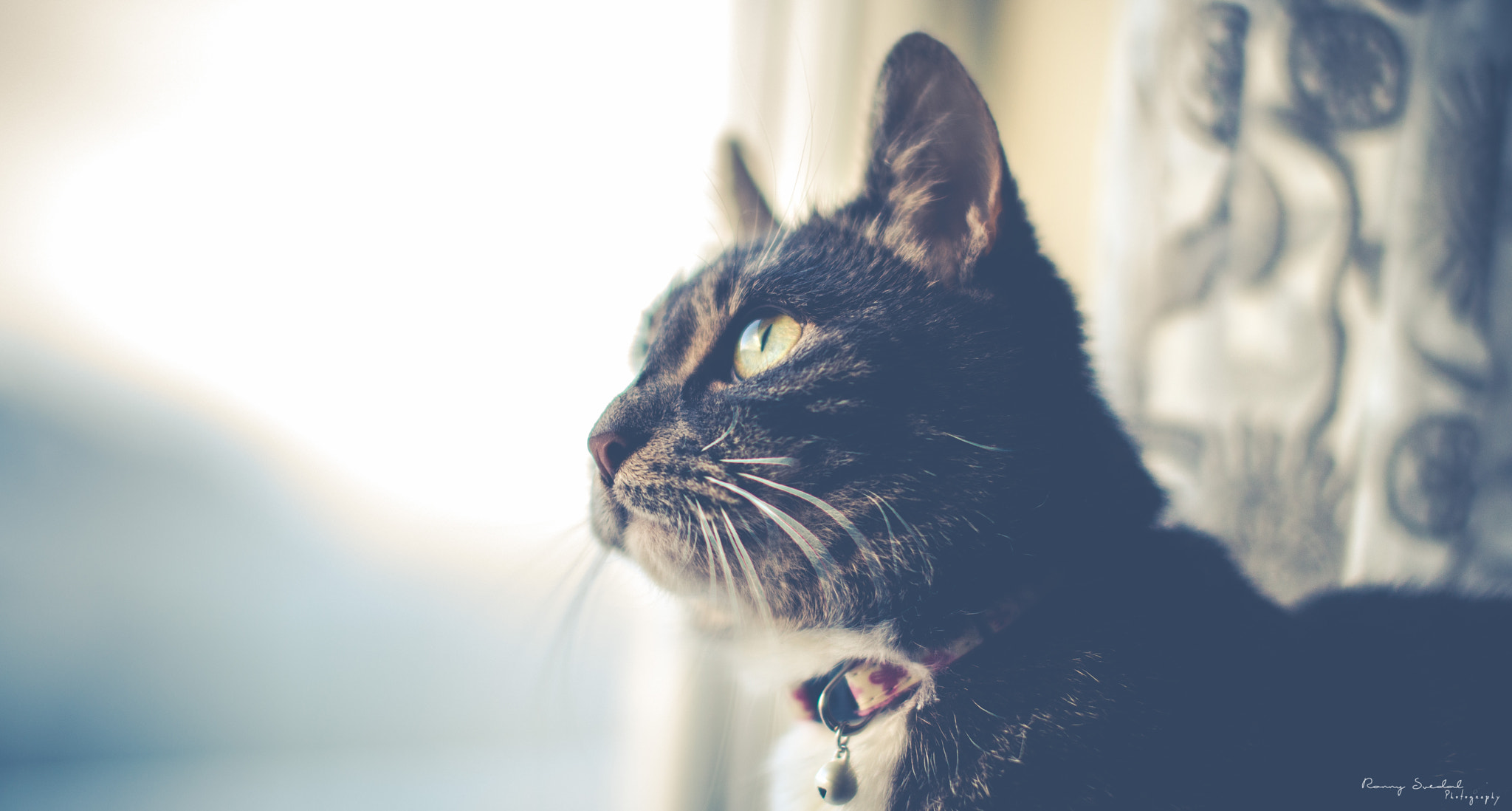 Nikon D800 + Sigma 50mm F1.4 EX DG HSM sample photo. Charm photography