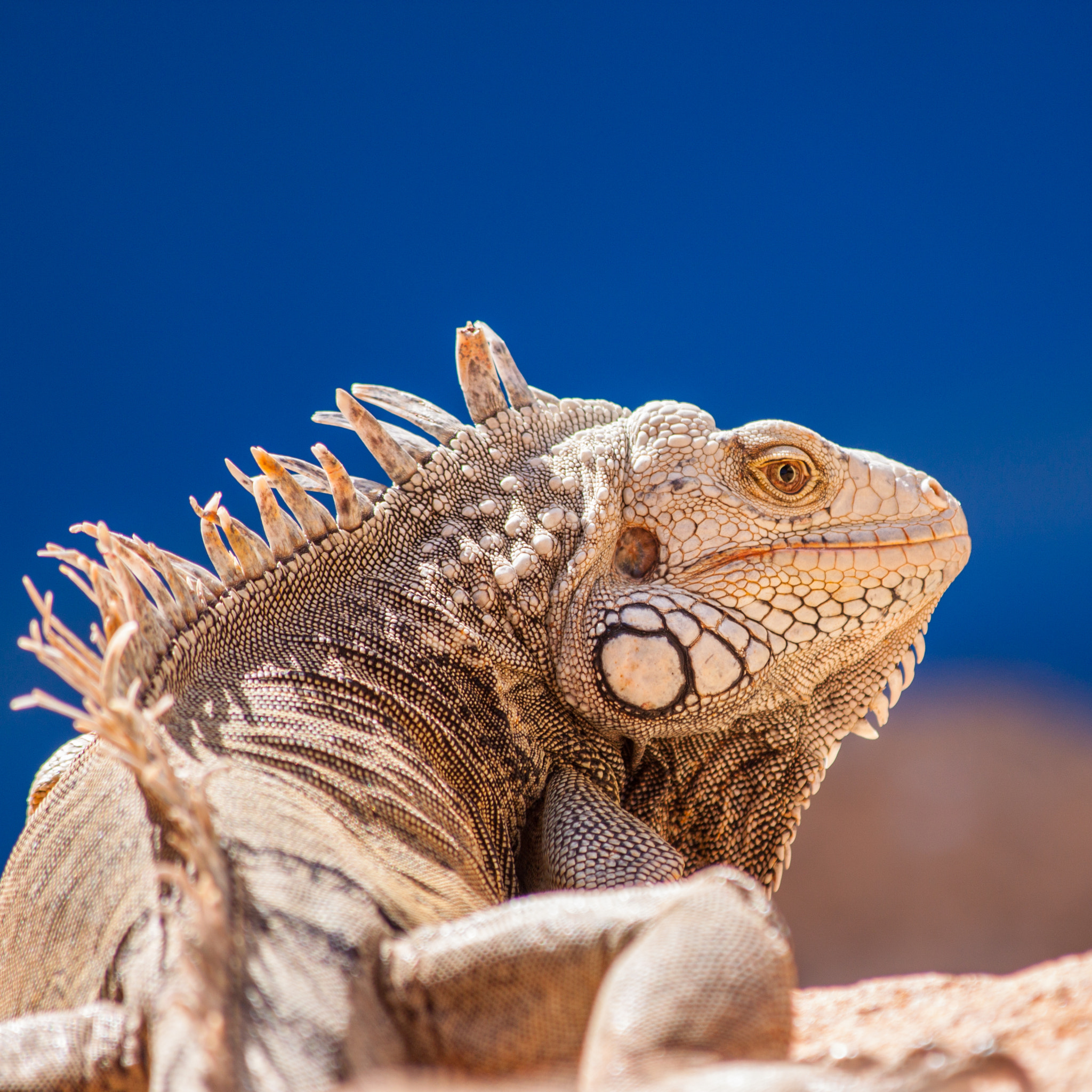 Canon EF 70-300mm F4-5.6 IS USM sample photo. Aruba iguana photography