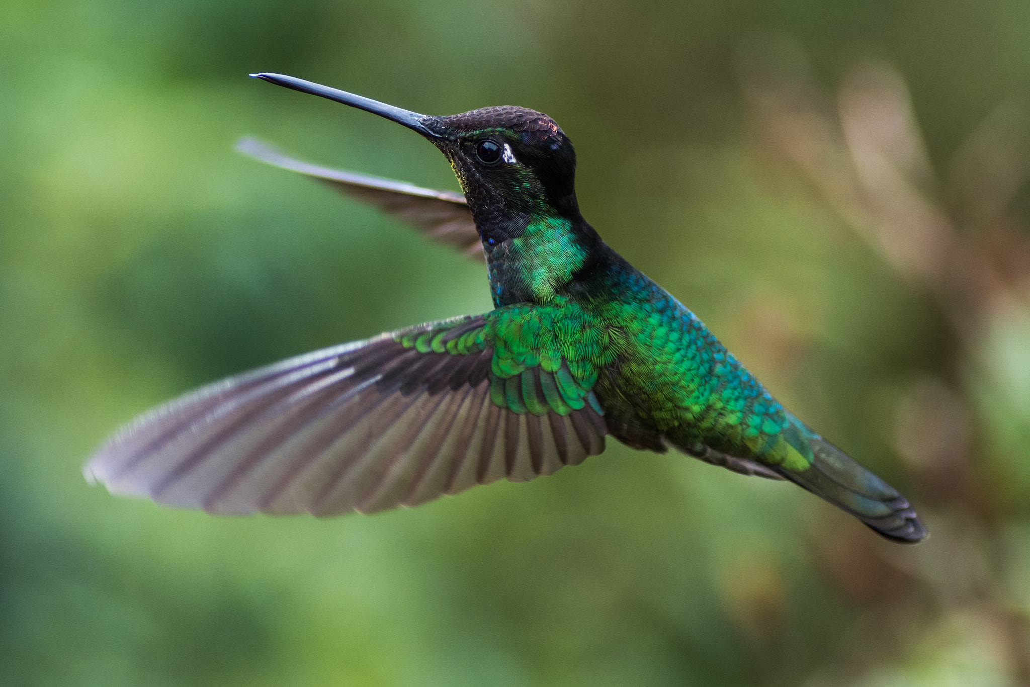 Nikon D7100 sample photo. The magnificent hummingbirds photography