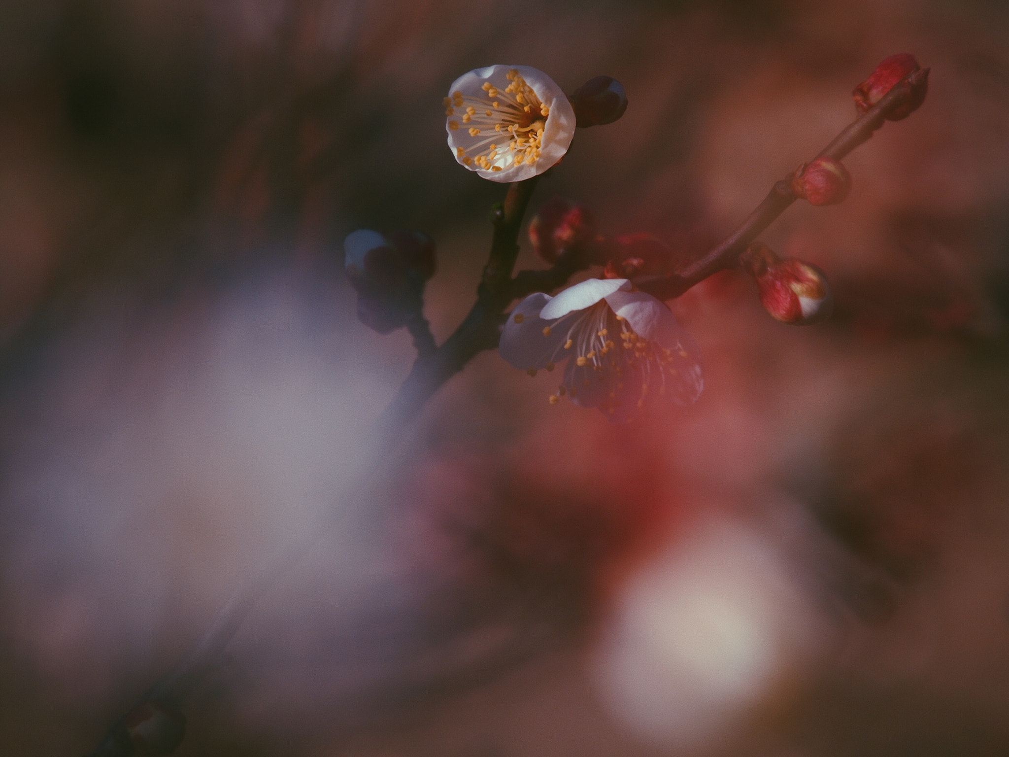 Olympus PEN E-PM2 sample photo. Like spring haze photography