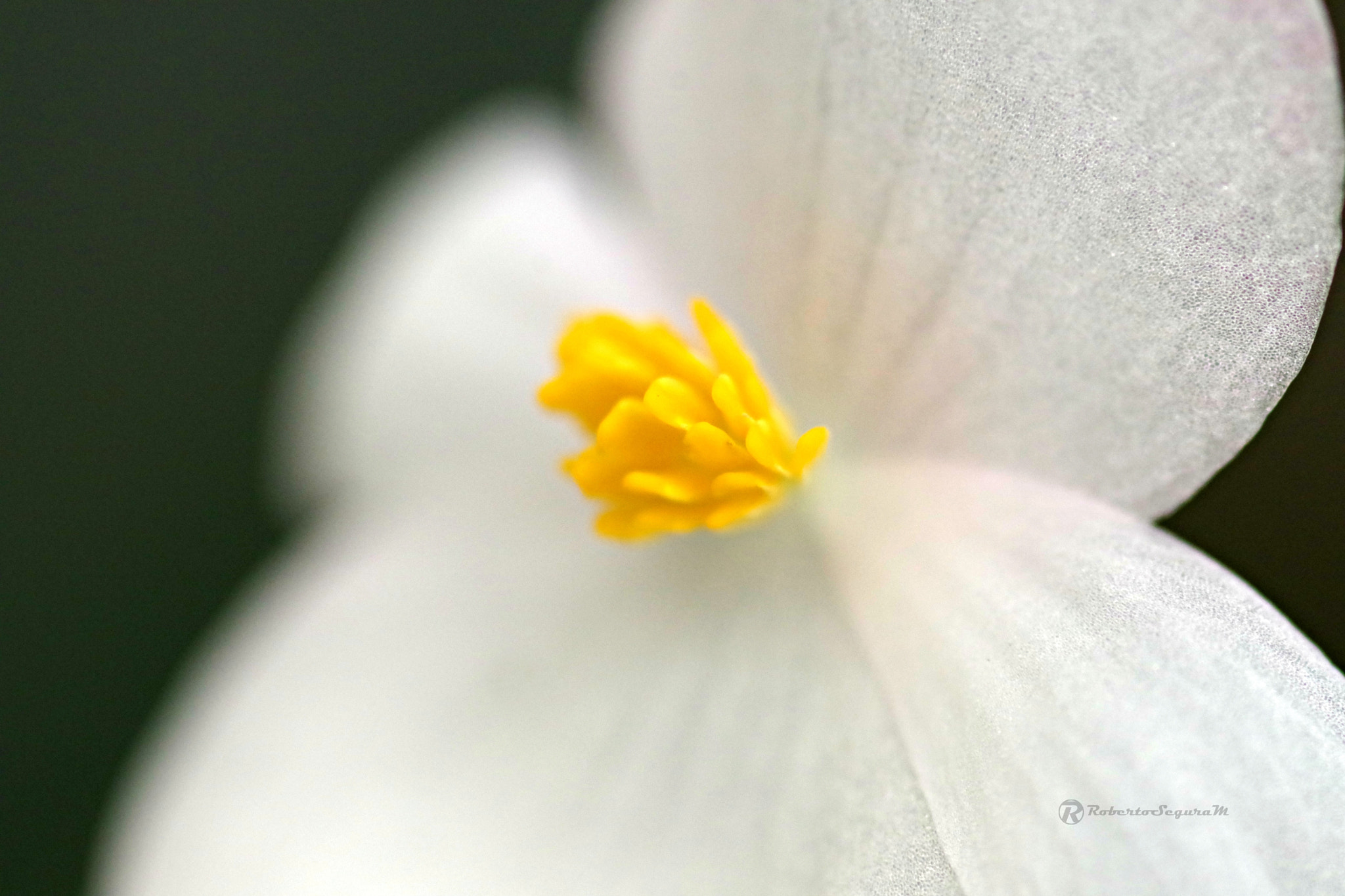 Pentax smc D-FA 100mm F2.8 Macro WR sample photo. Amarillo en blanco photography