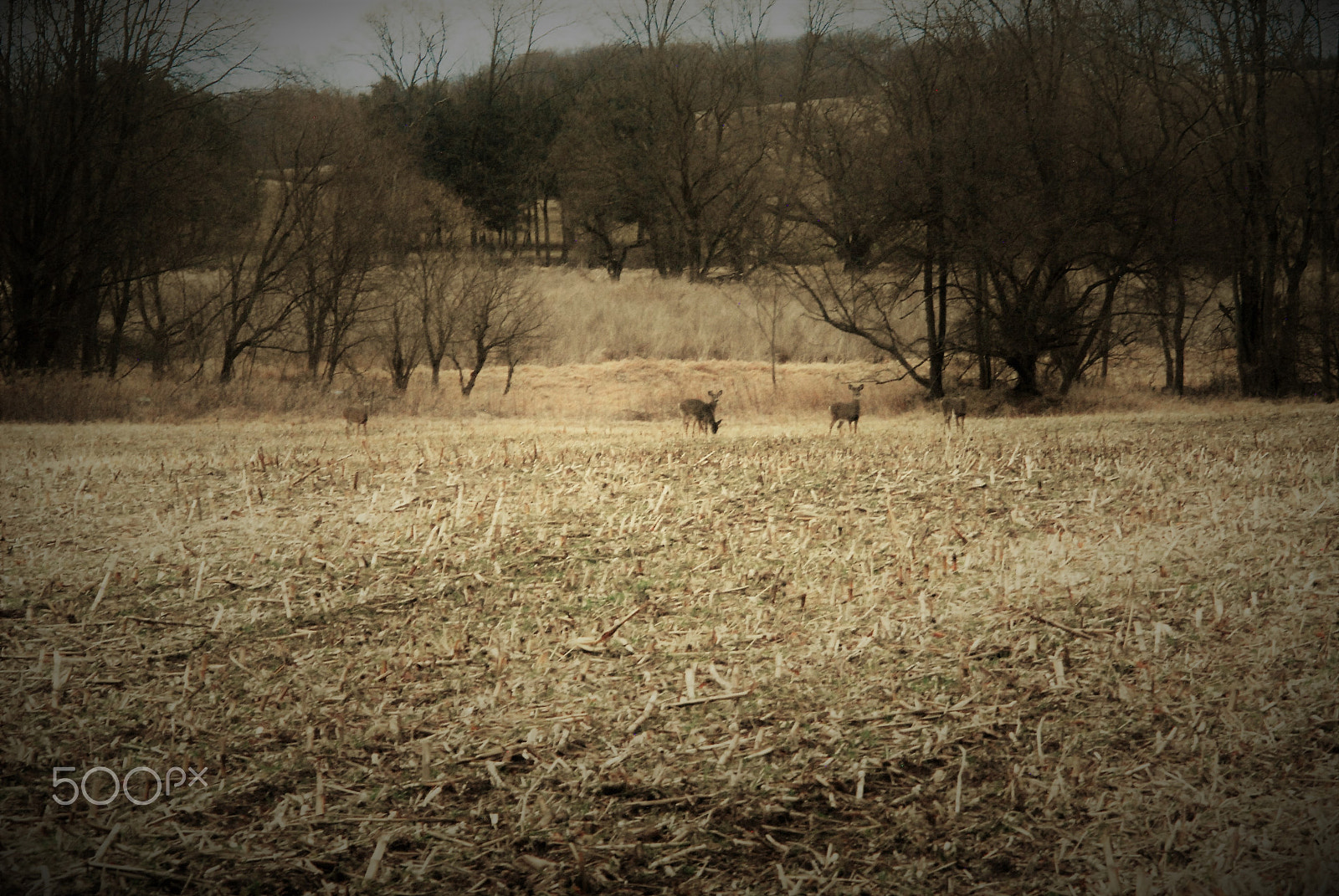 Nikon D200 sample photo. Landscape with deer photography