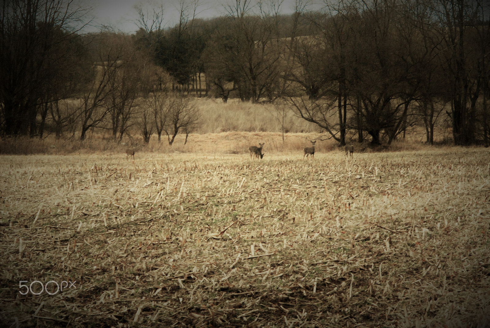 Nikon D200 + Manual Lens No CPU sample photo. Landscape with deer photography