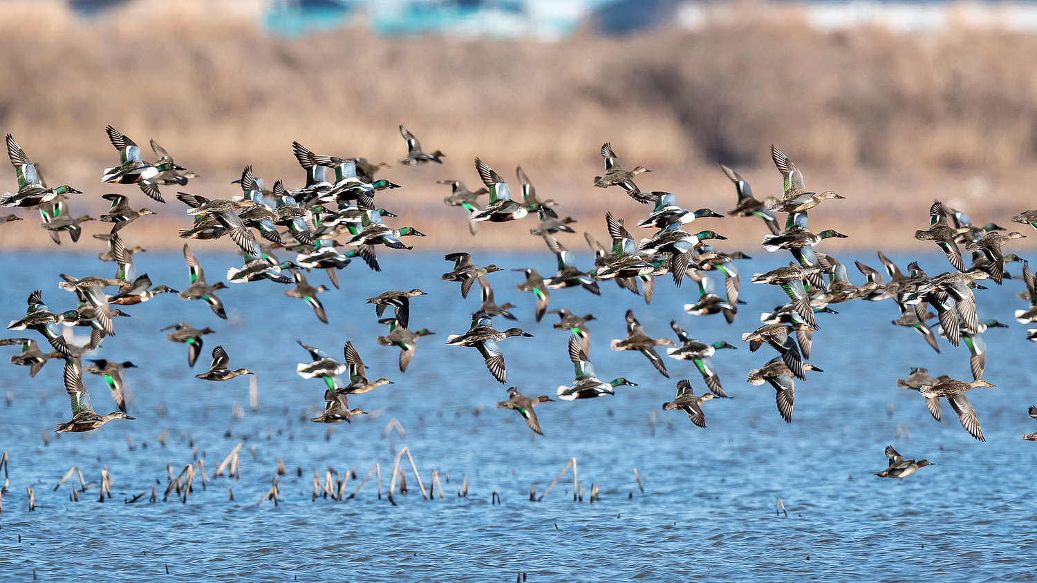 Nikon AF-S Nikkor 600mm F4E FL ED VR sample photo. Shoveler photography
