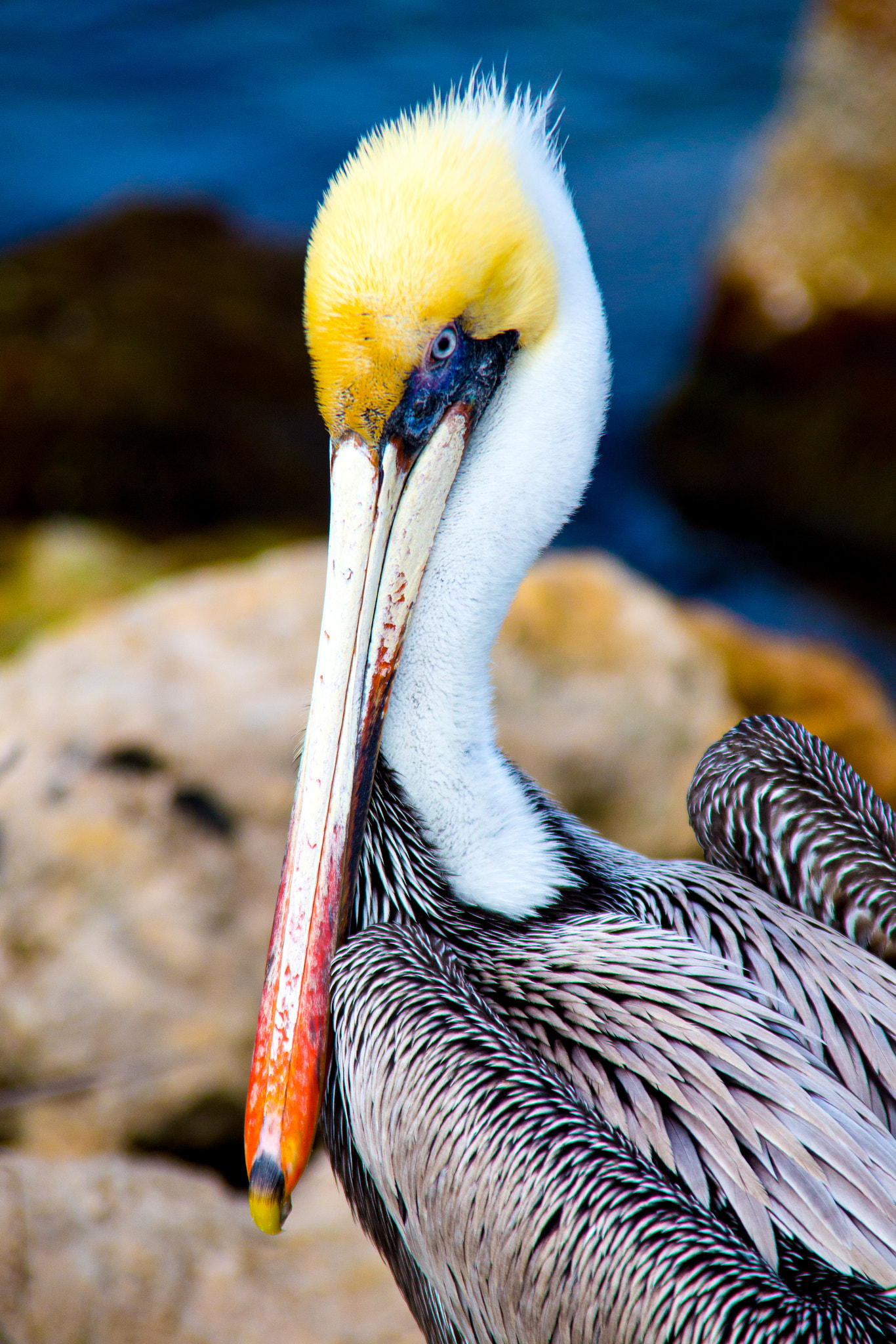 Canon EOS 6D + Tamron AF 28-300mm F3.5-6.3 XR Di VC LD Aspherical (IF) Macro sample photo. Pelican photography