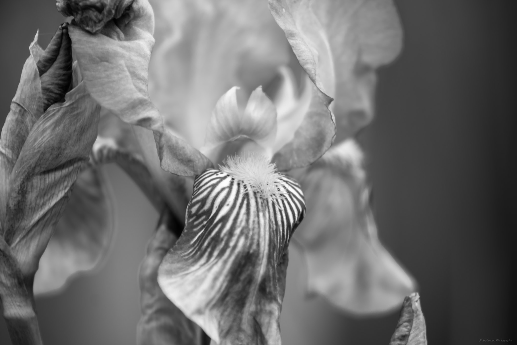 Sony SLT-A77 sample photo. Purple bearded iris photography