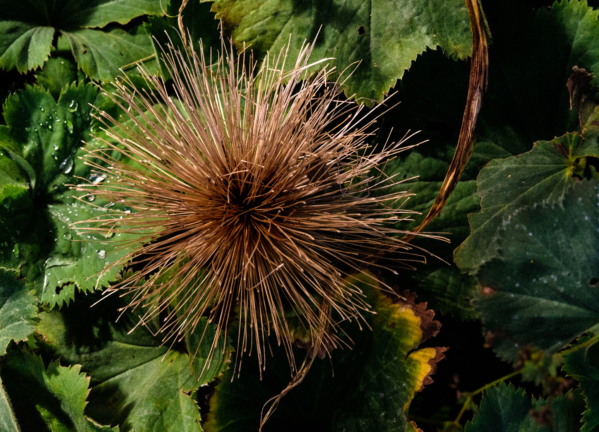 Nikon D750 + AF Micro-Nikkor 105mm f/2.8 sample photo. Floral remnant photography