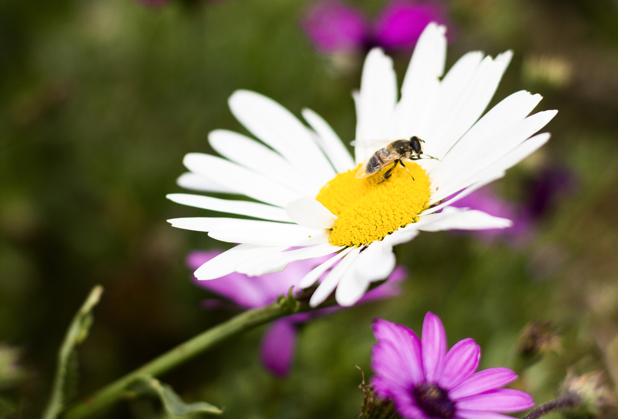 Canon EOS 550D (EOS Rebel T2i / EOS Kiss X4) sample photo. Bumblebee photography
