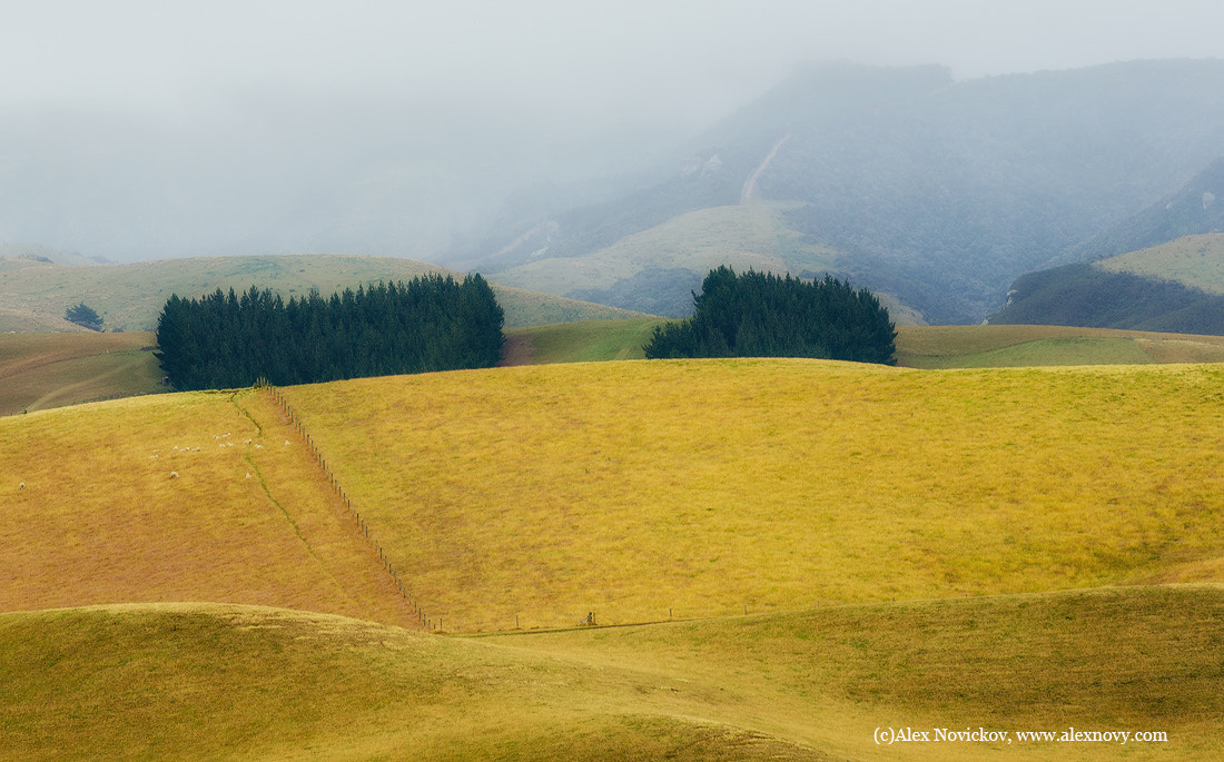 Nikon AF-S Nikkor 70-200mm F4G ED VR sample photo. New zealand tuscuny photography