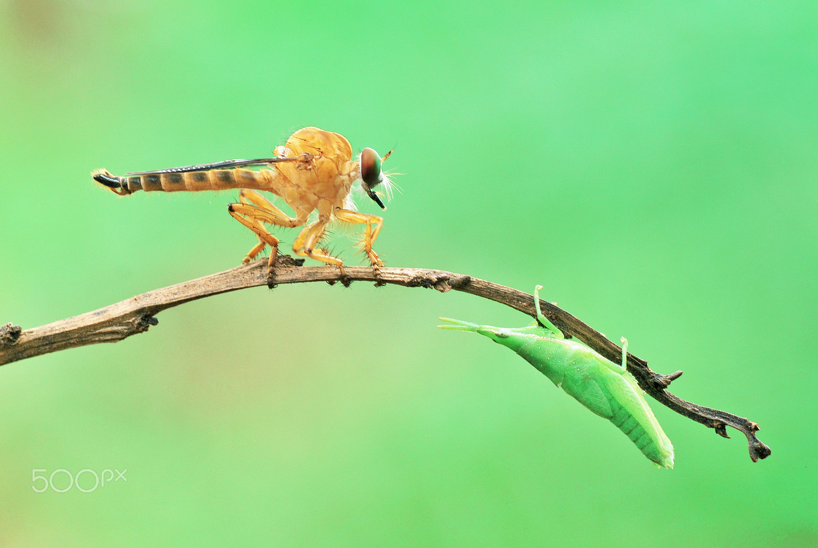 Nikon D60 sample photo. Do help photography