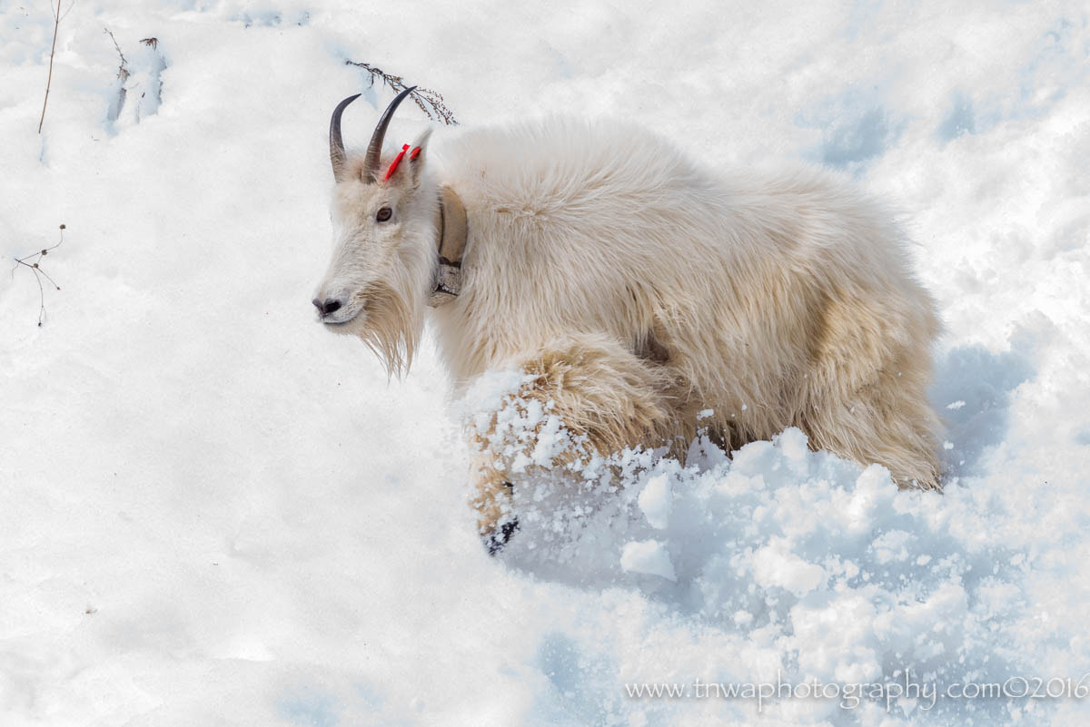 Nikon AF-S Nikkor 200-500mm F5.6E ED VR sample photo. Wishful thinking photography