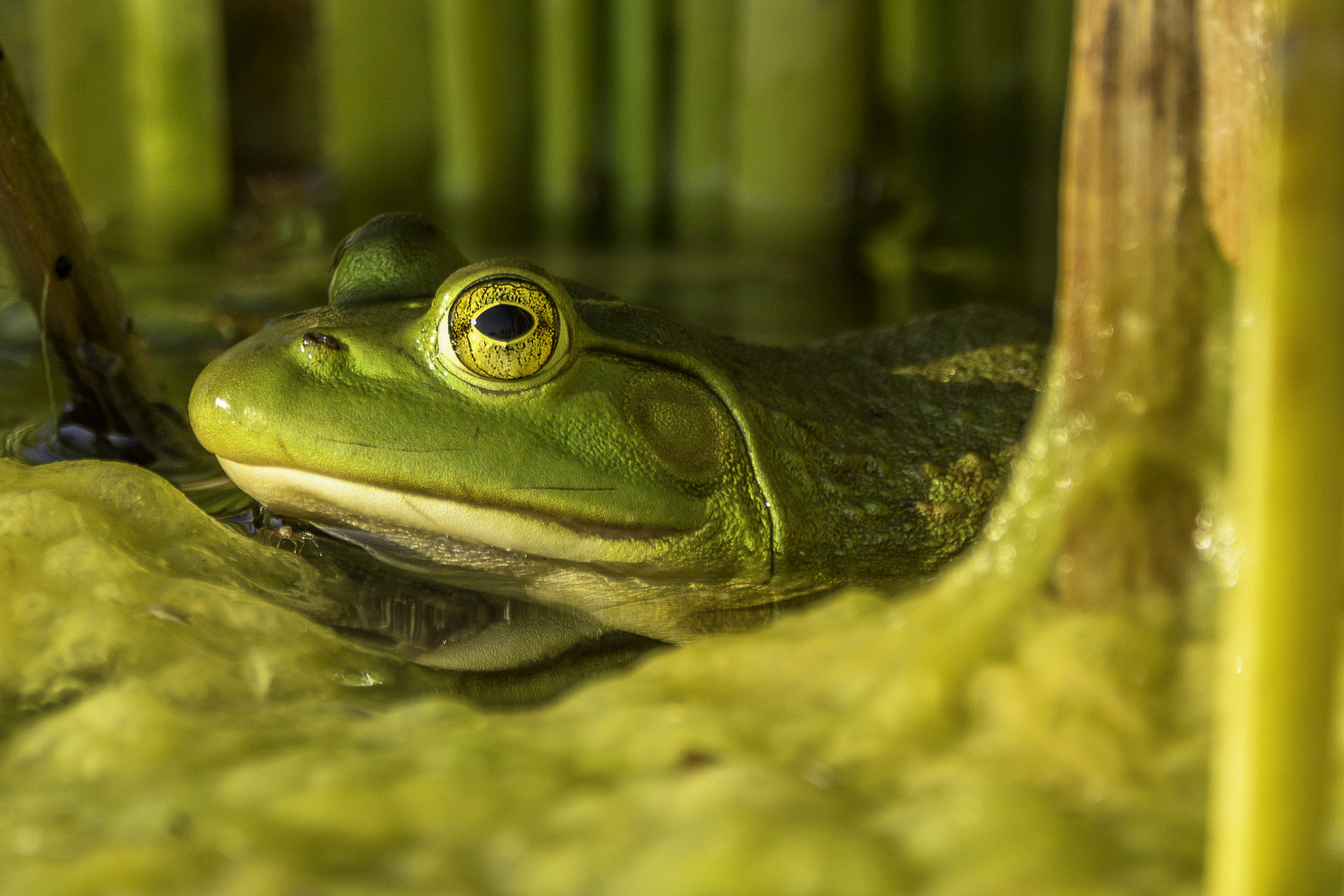 150-600mm F5-6.3 DG OS HSM | Contemporary 015 sample photo. Frog in a pond photography