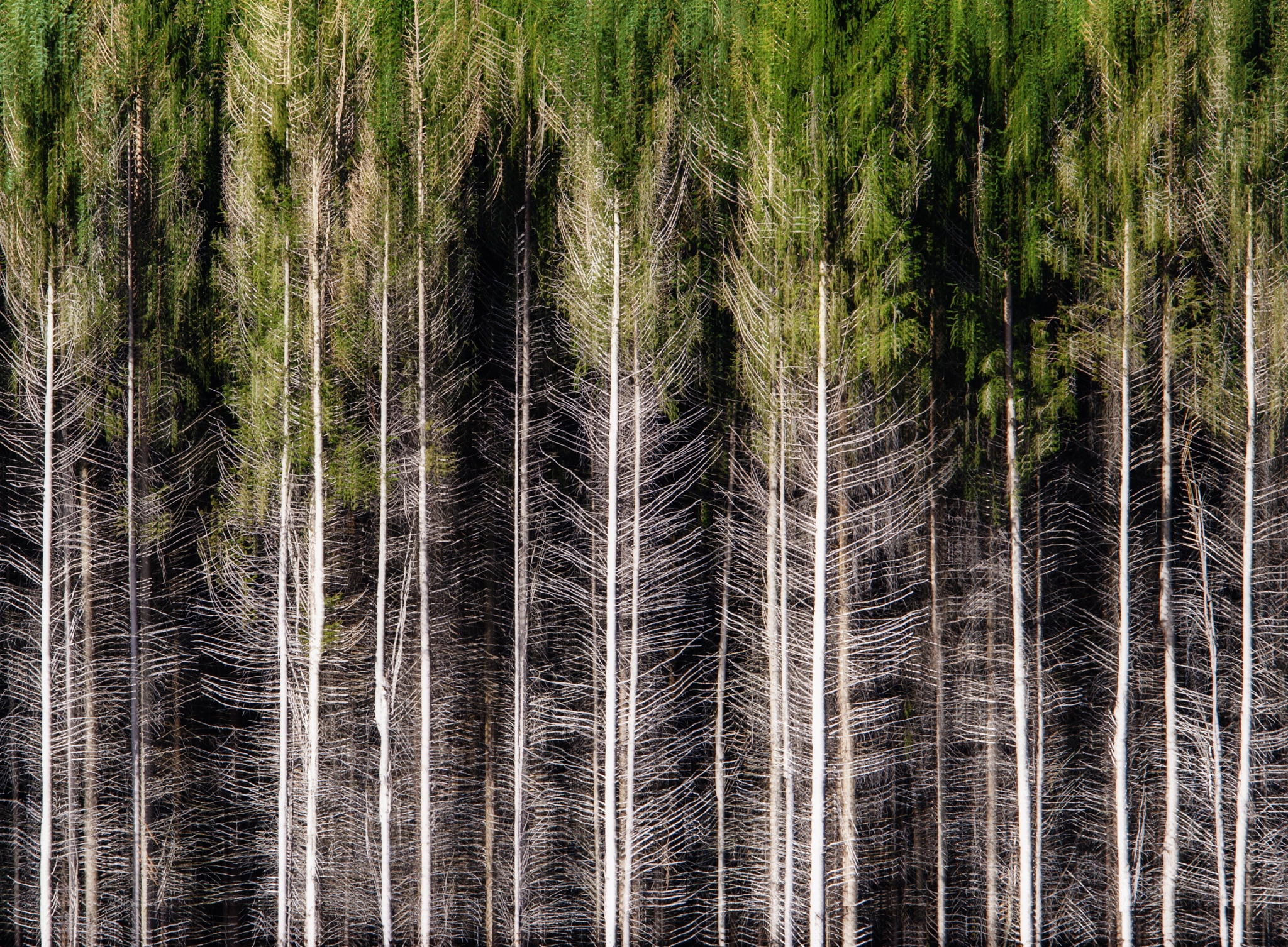 Sigma 120-400mm F4.5-5.6 DG OS HSM sample photo. Pine forest photography