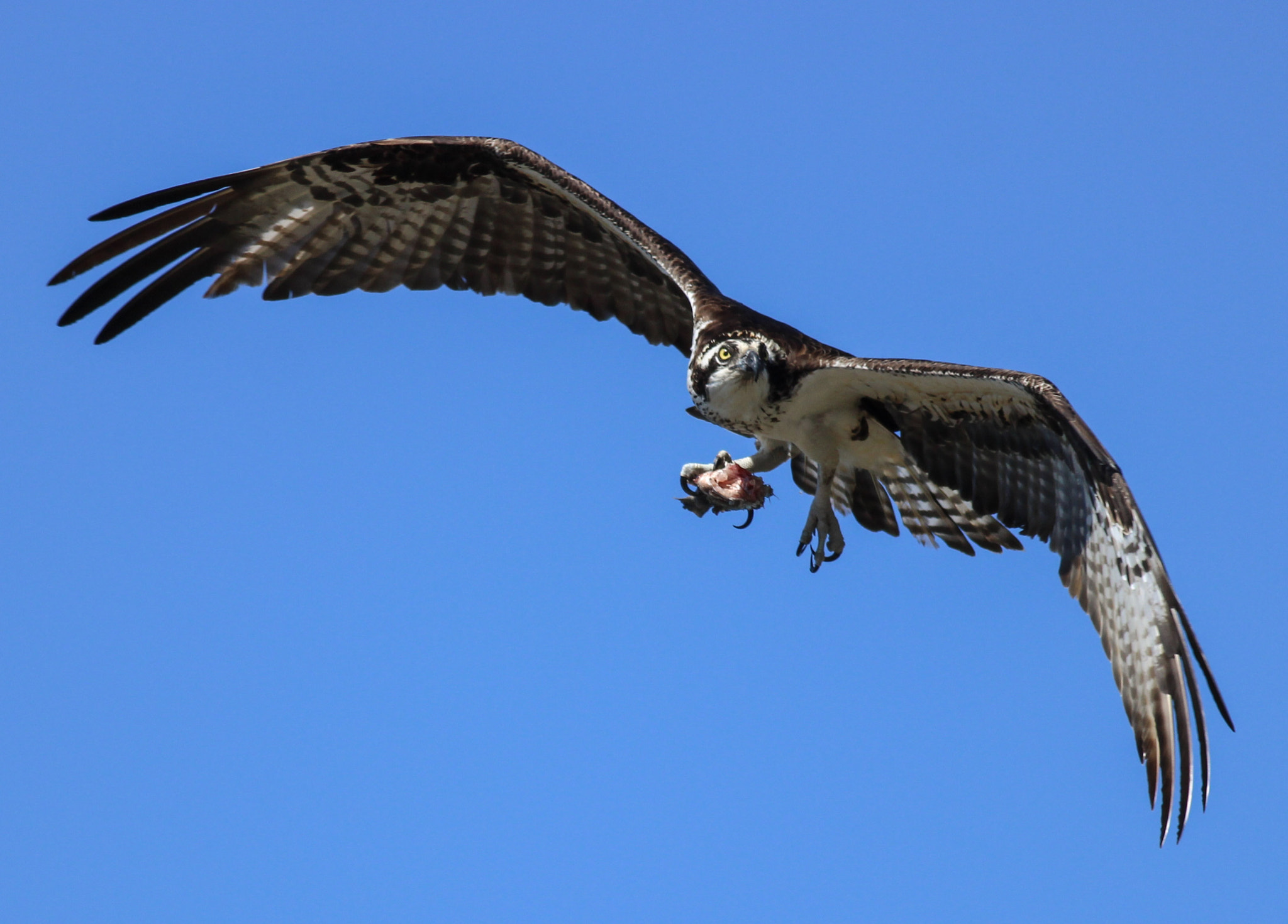 Canon EOS 600D (Rebel EOS T3i / EOS Kiss X5) + Canon EF 400mm F5.6L USM sample photo. Talon contest photography