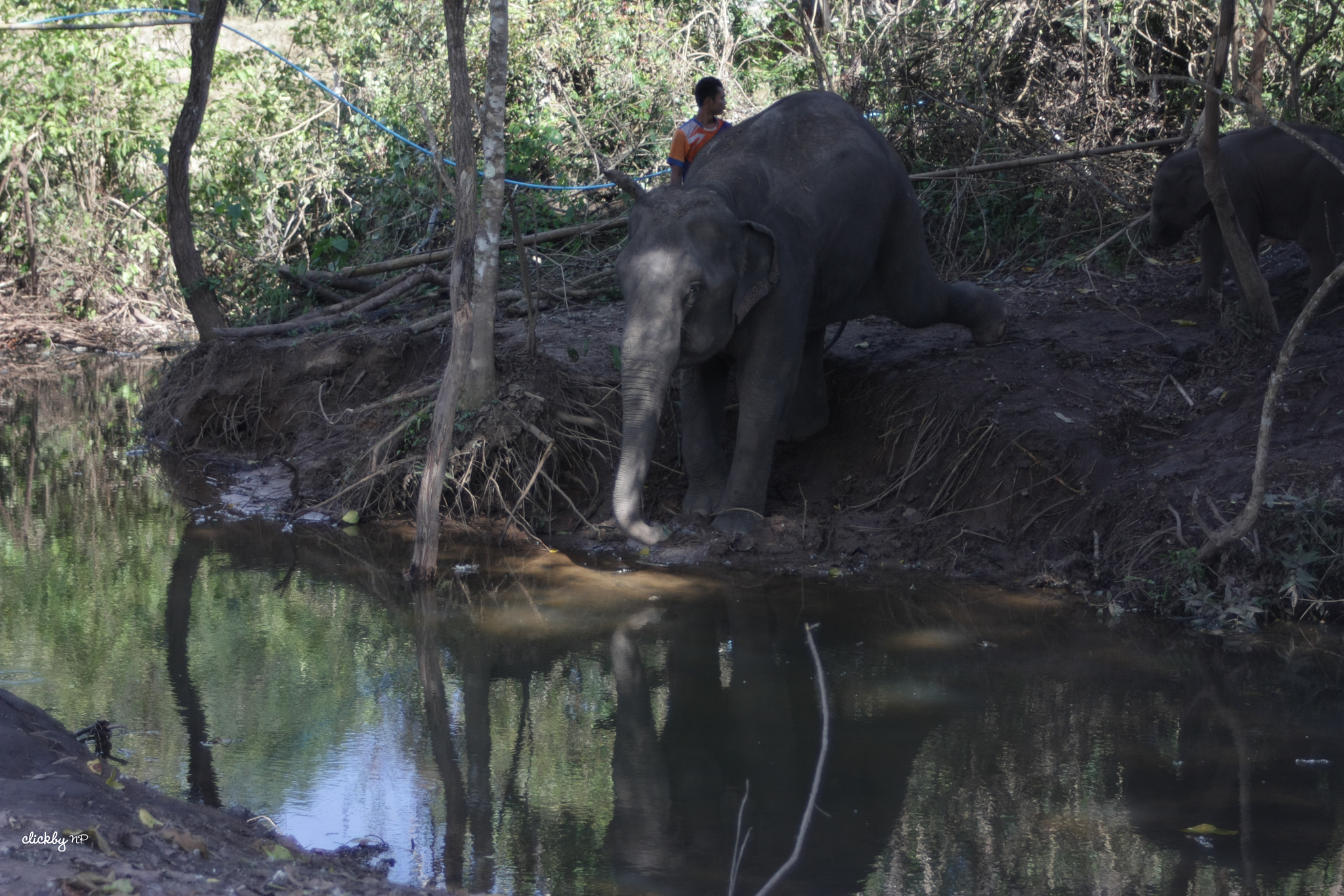 Canon EOS 450D (EOS Rebel XSi / EOS Kiss X2) sample photo. Hang on... elephant is braking! photography