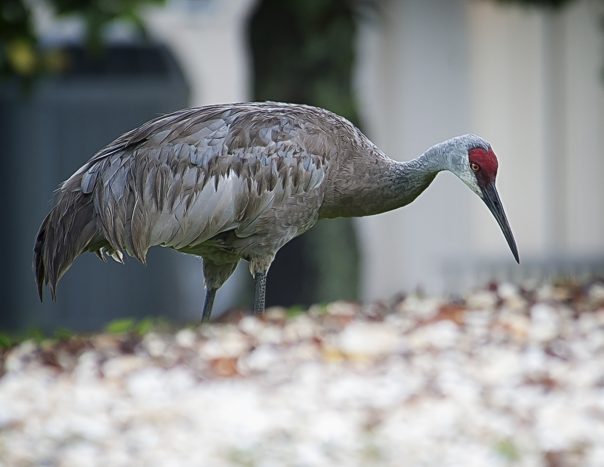 Nikon D3 sample photo. Sand hill crane photography
