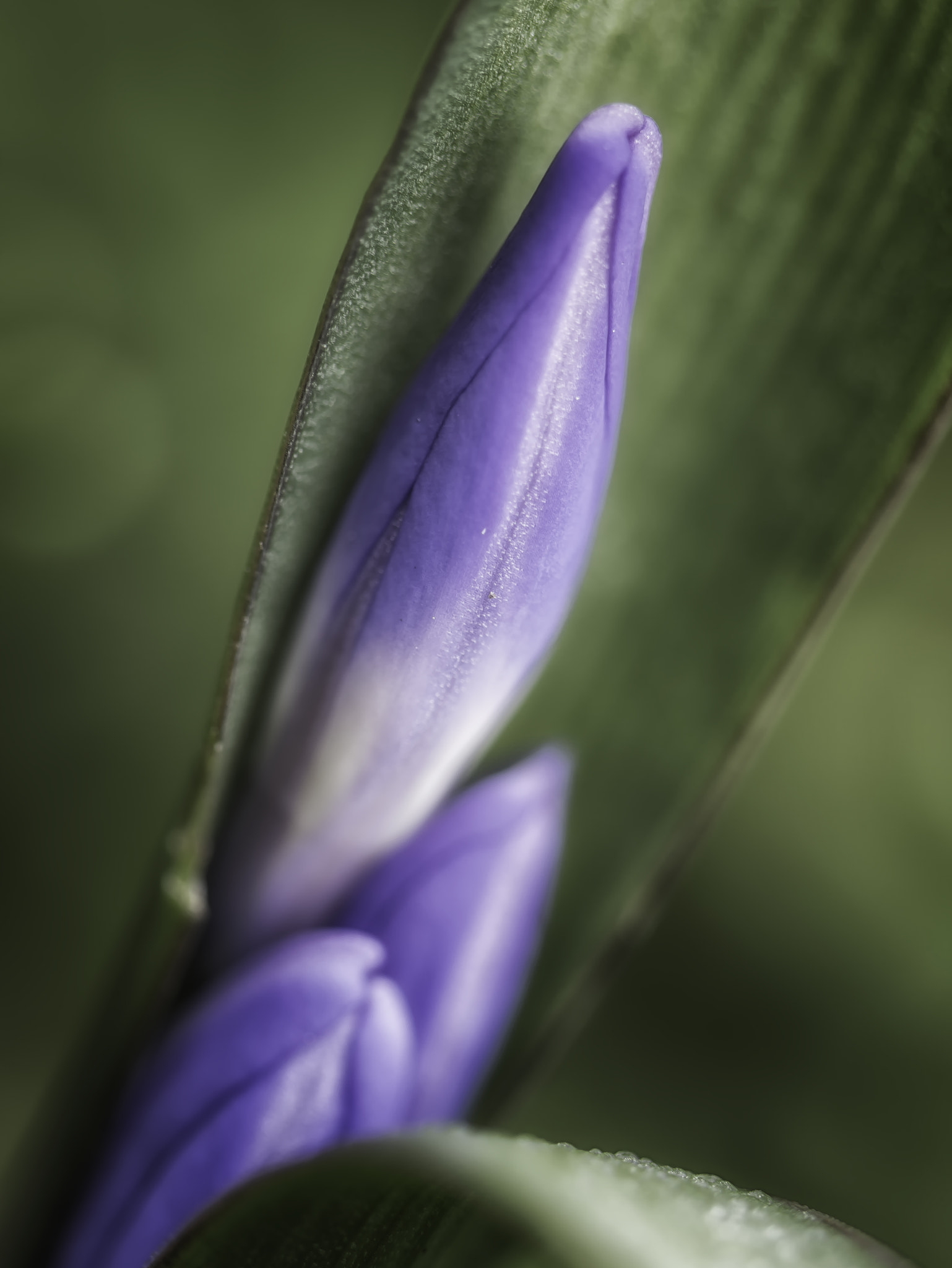 Nikon D3200 sample photo. Ready to open photography