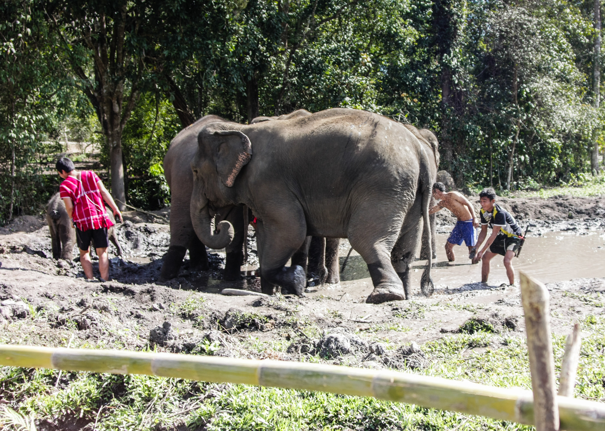 Canon EOS 450D (EOS Rebel XSi / EOS Kiss X2) sample photo. Luxury mud spa treatment for elephants! photography