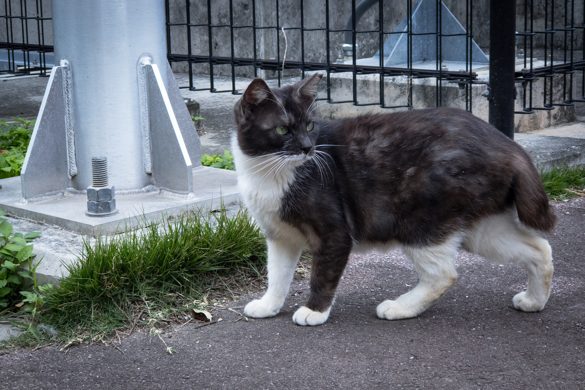 iPhone 7 Plus back camera 6.6mm f/2.8 sample photo. #cat #japan #日本 #iphone7plus  #iphoneonly #streets ... photography