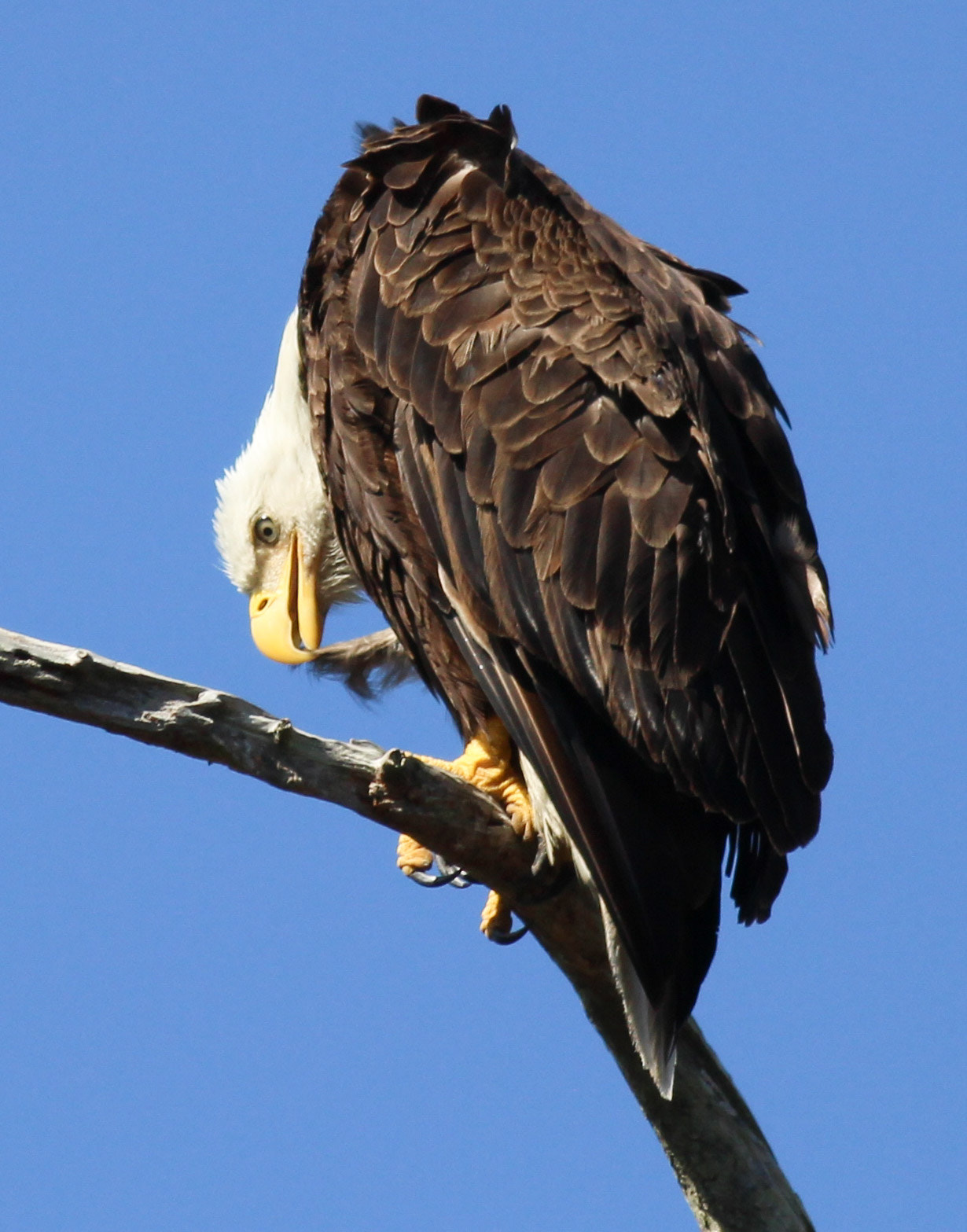 Canon EOS 600D (Rebel EOS T3i / EOS Kiss X5) + Canon EF 400mm F5.6L USM sample photo. Eagle preening photography