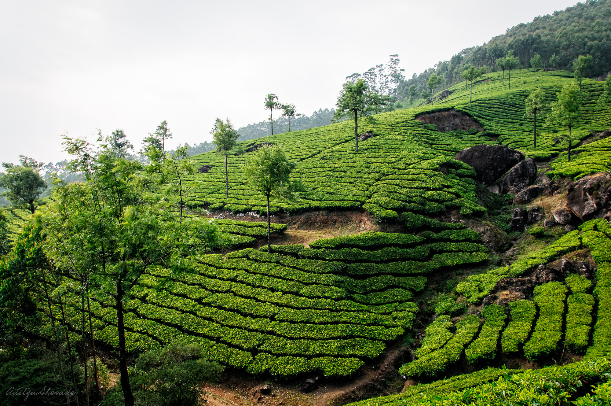 Nikon D300 sample photo. Tea plantations at munnar photography