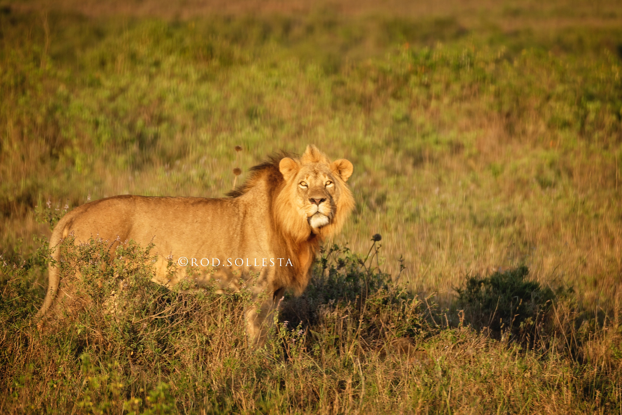 Fujifilm XF 100-400mm F4.5-5.6 R LM OIS WR sample photo. Simba photography