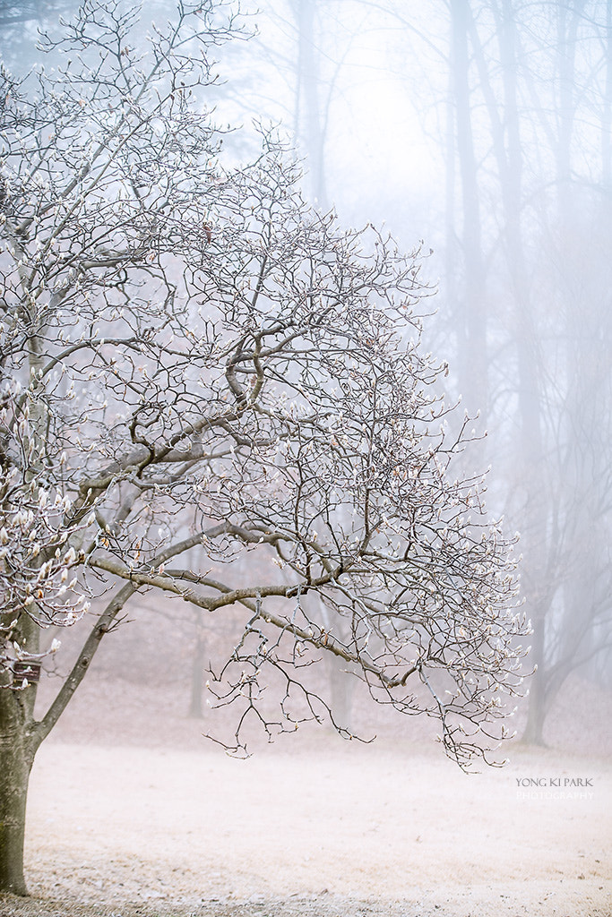 Pentax K-1 sample photo. A dreaming tree in the winter morning-2 photography