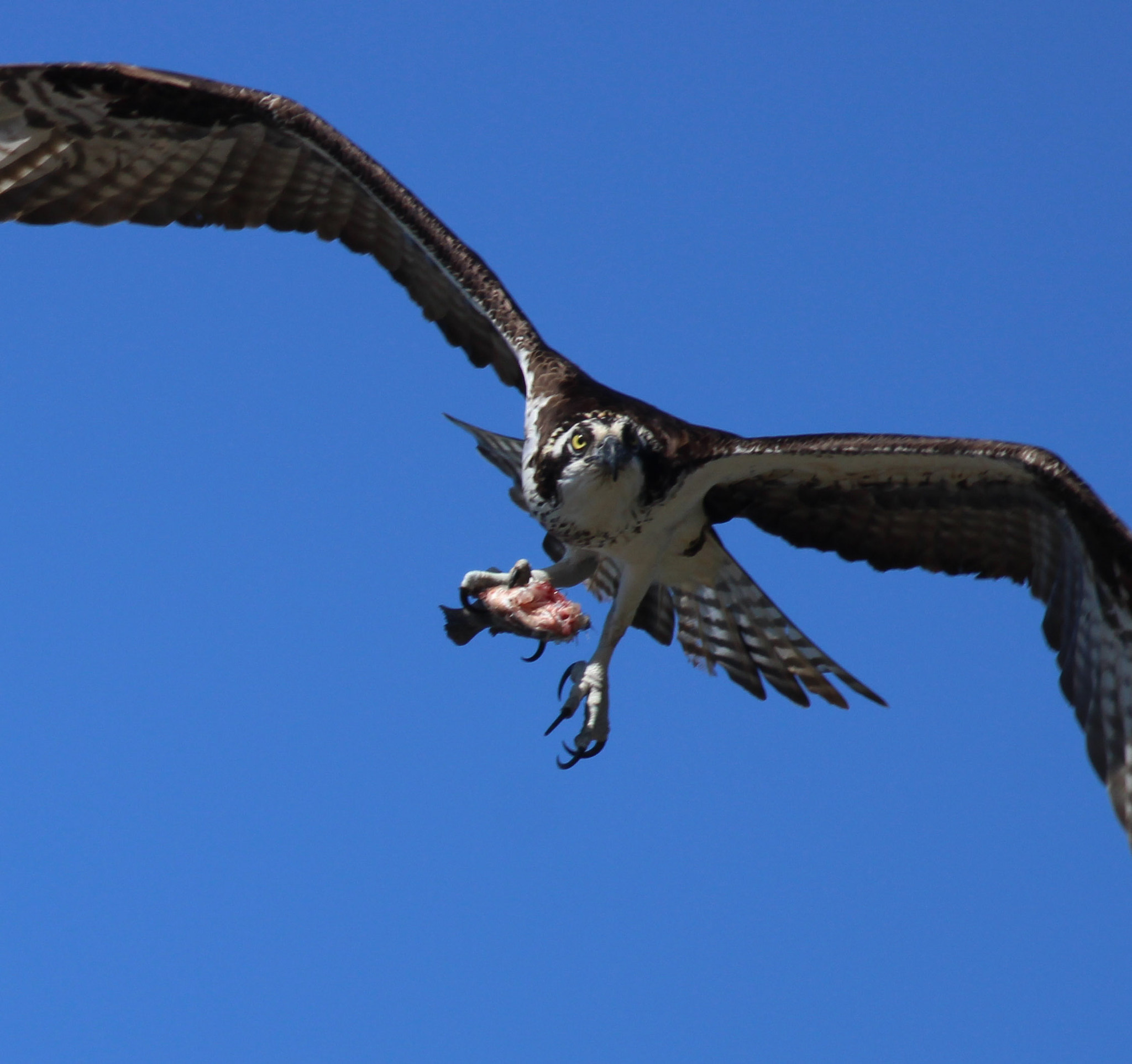Canon EOS 600D (Rebel EOS T3i / EOS Kiss X5) + Canon EF 400mm F5.6L USM sample photo. Fish tail photography