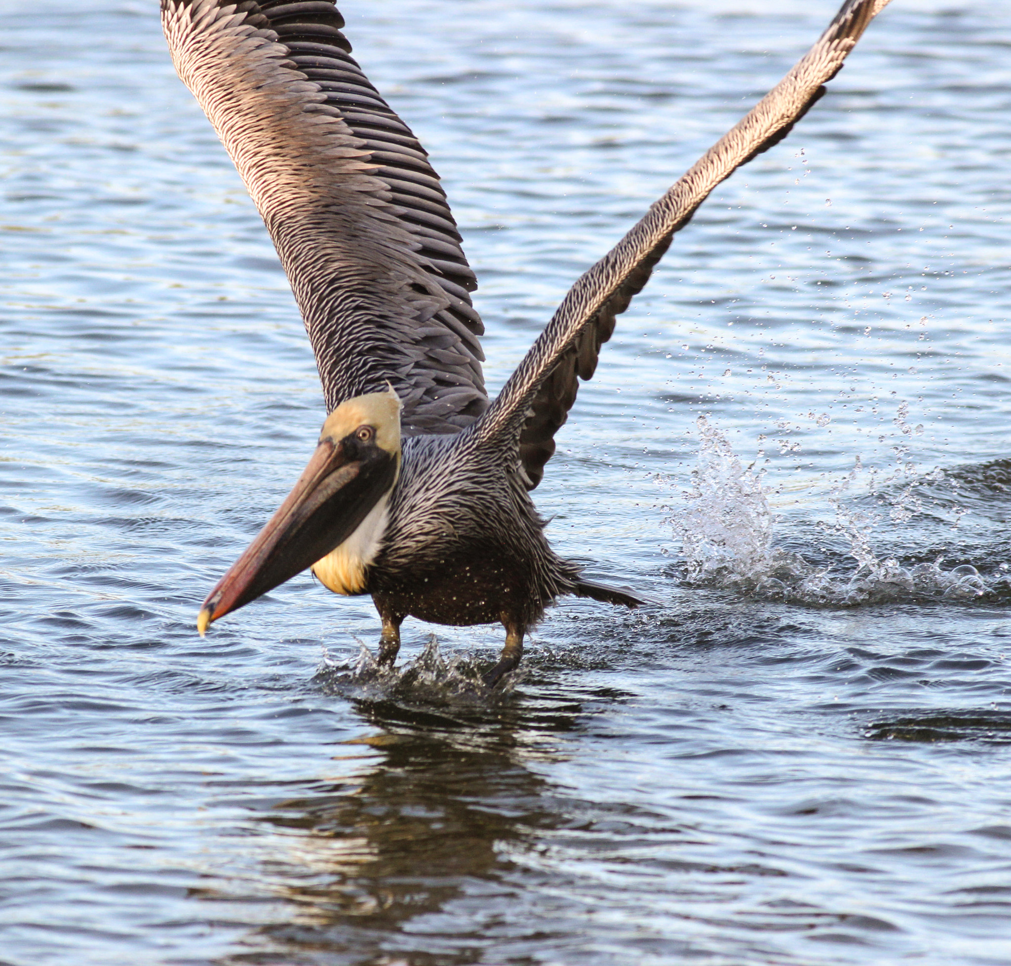 Canon EOS 600D (Rebel EOS T3i / EOS Kiss X5) + Canon EF 400mm F5.6L USM sample photo. Pelican dip photography