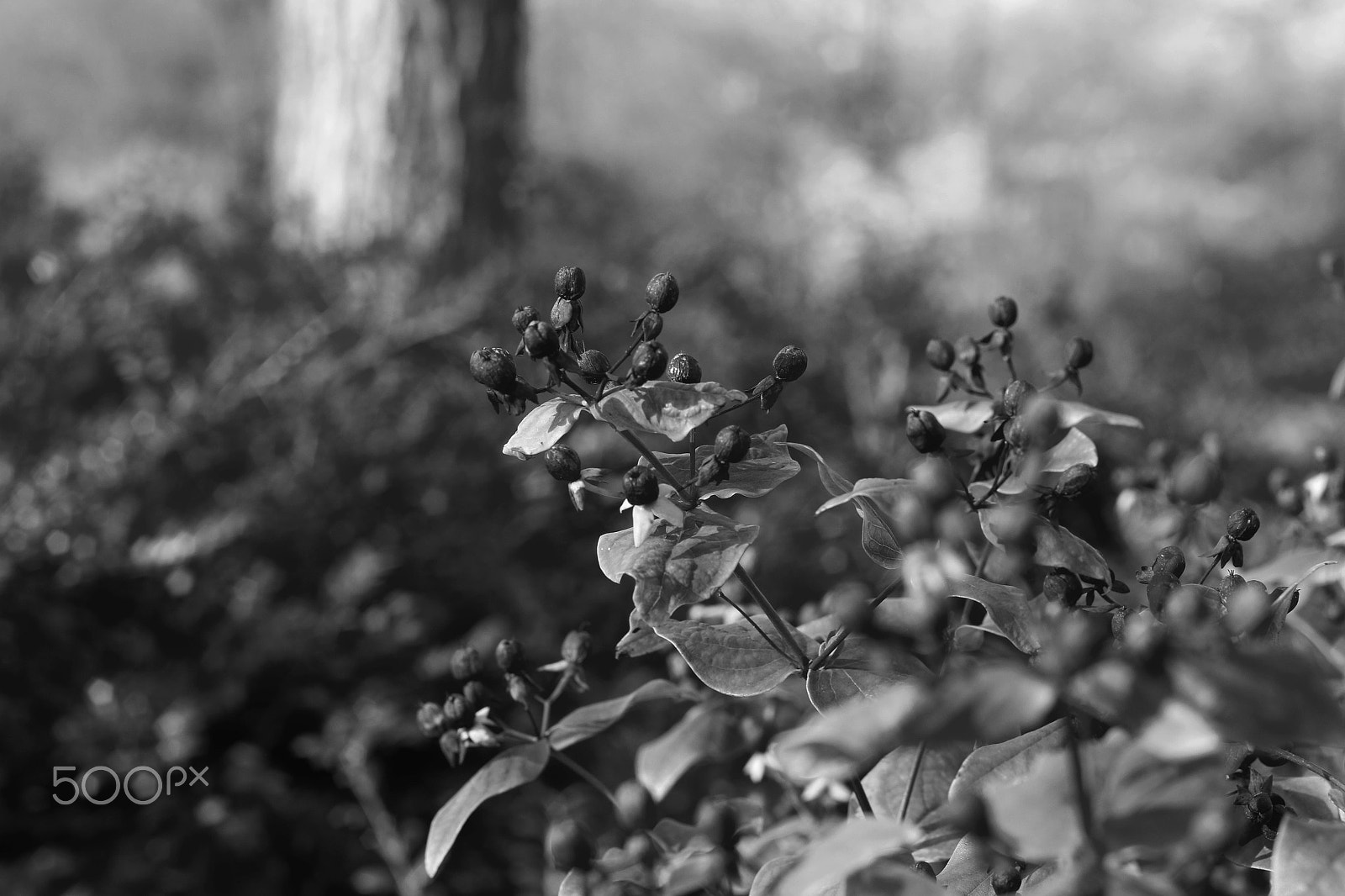 Canon EOS 650D (EOS Rebel T4i / EOS Kiss X6i) sample photo. Berries photography