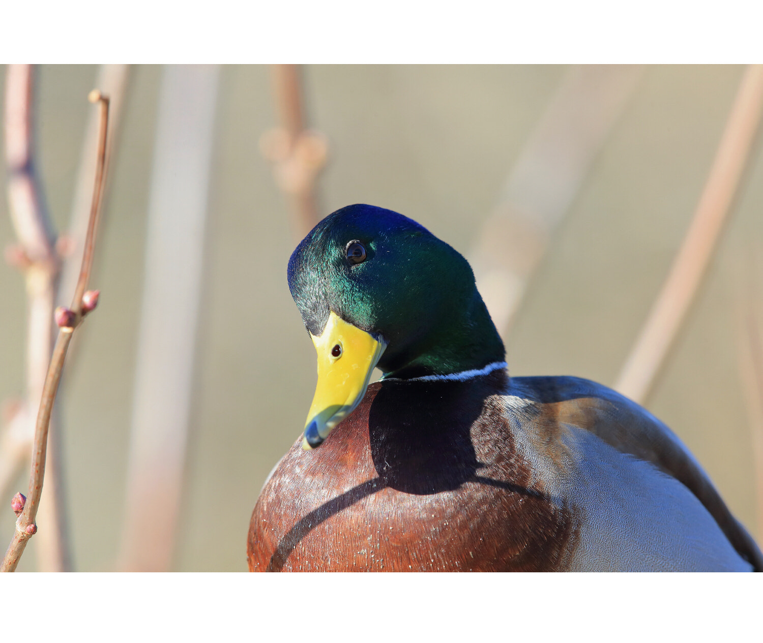 Canon EF 600mm F4L IS II USM sample photo