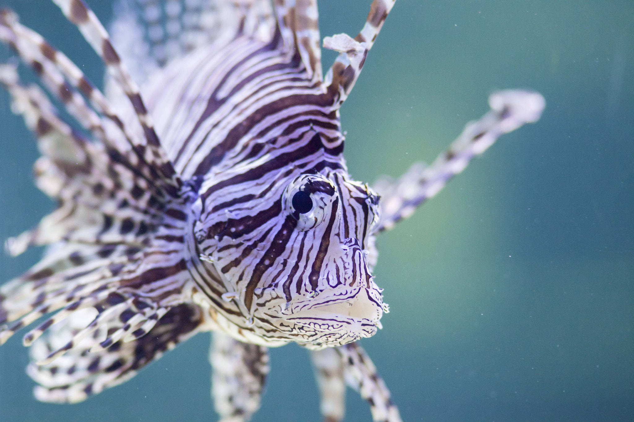Canon EF 300mm F4L IS USM sample photo. Lion fish photography