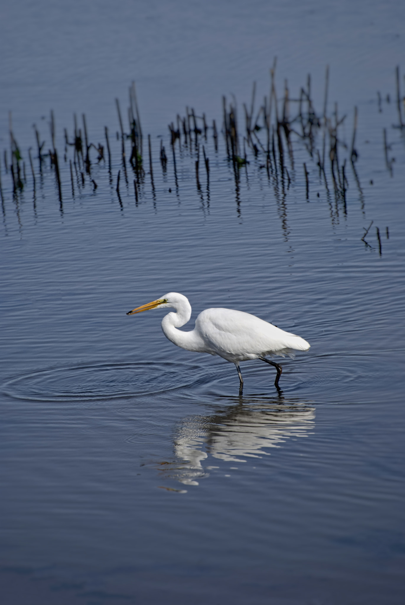 Nikon D60 sample photo. Egret  reflected photography