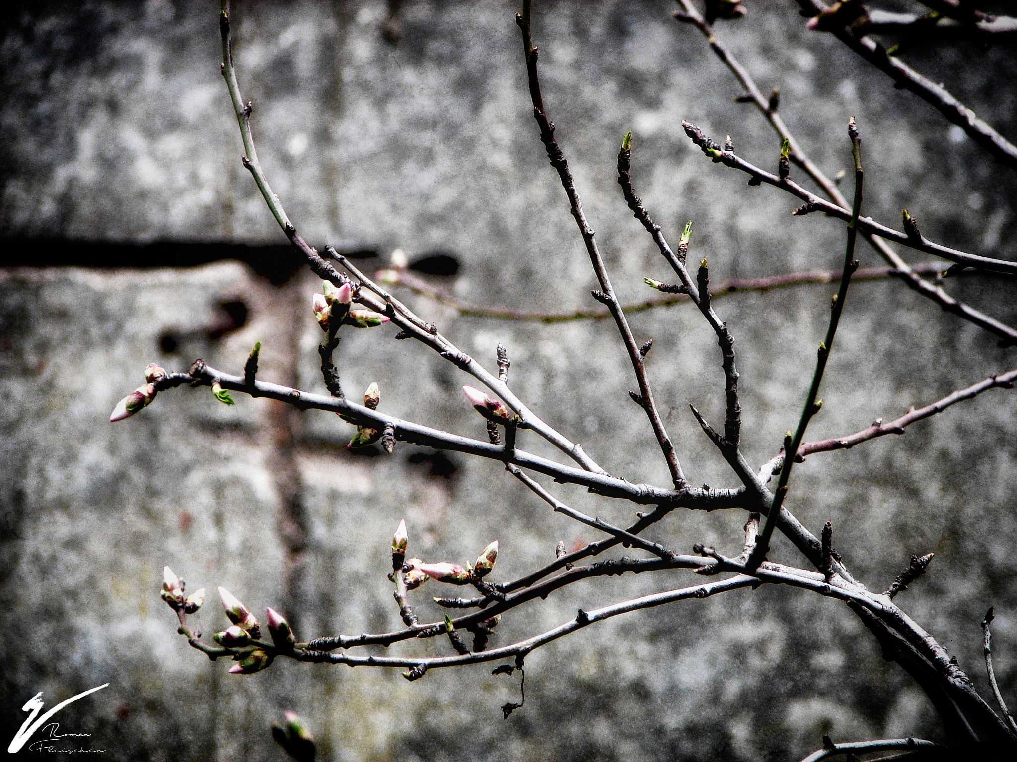 Sony DSC-H1 sample photo. Sakura branches photography