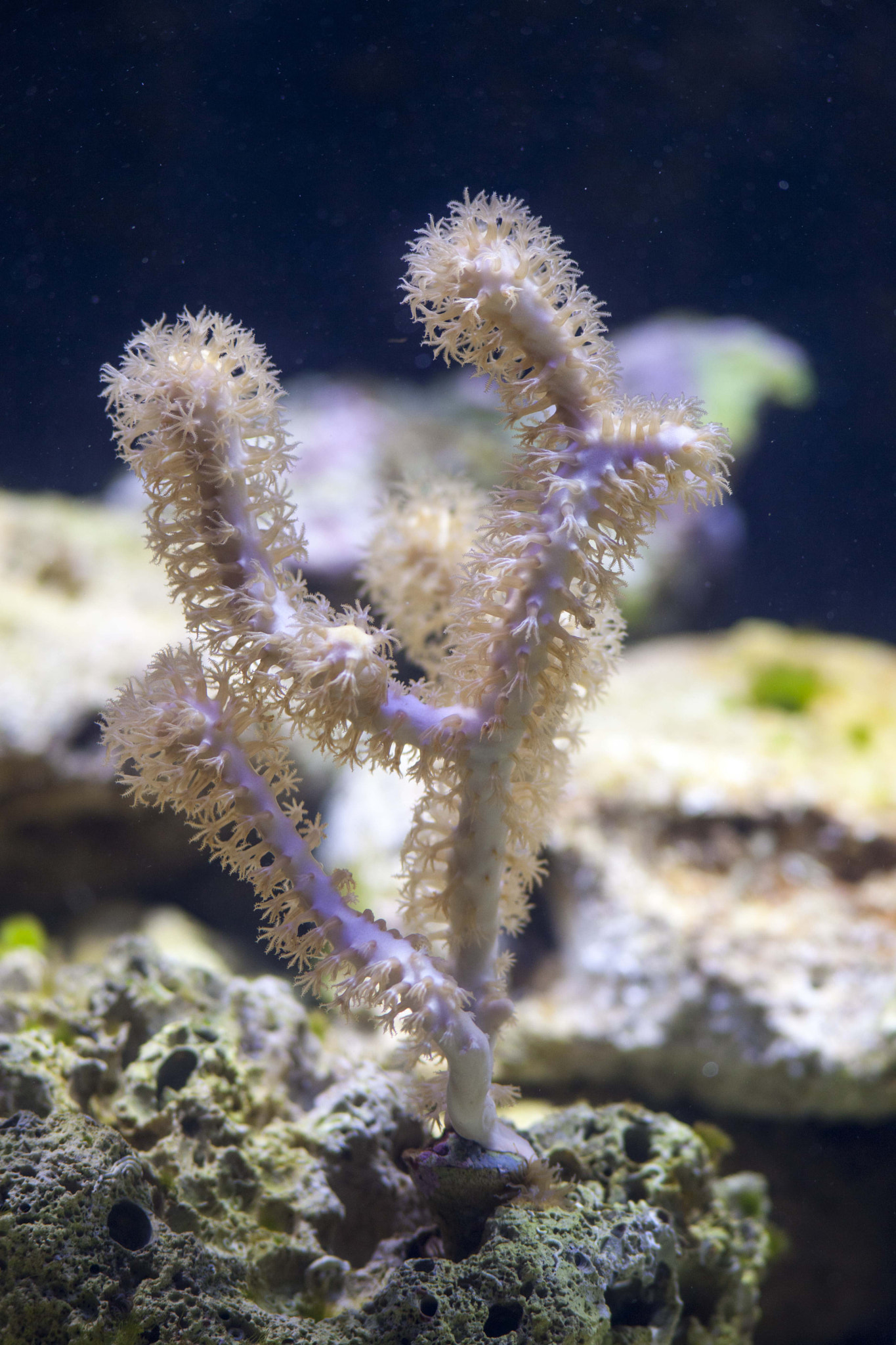 Canon EF 300mm F4L IS USM sample photo. Coral photography