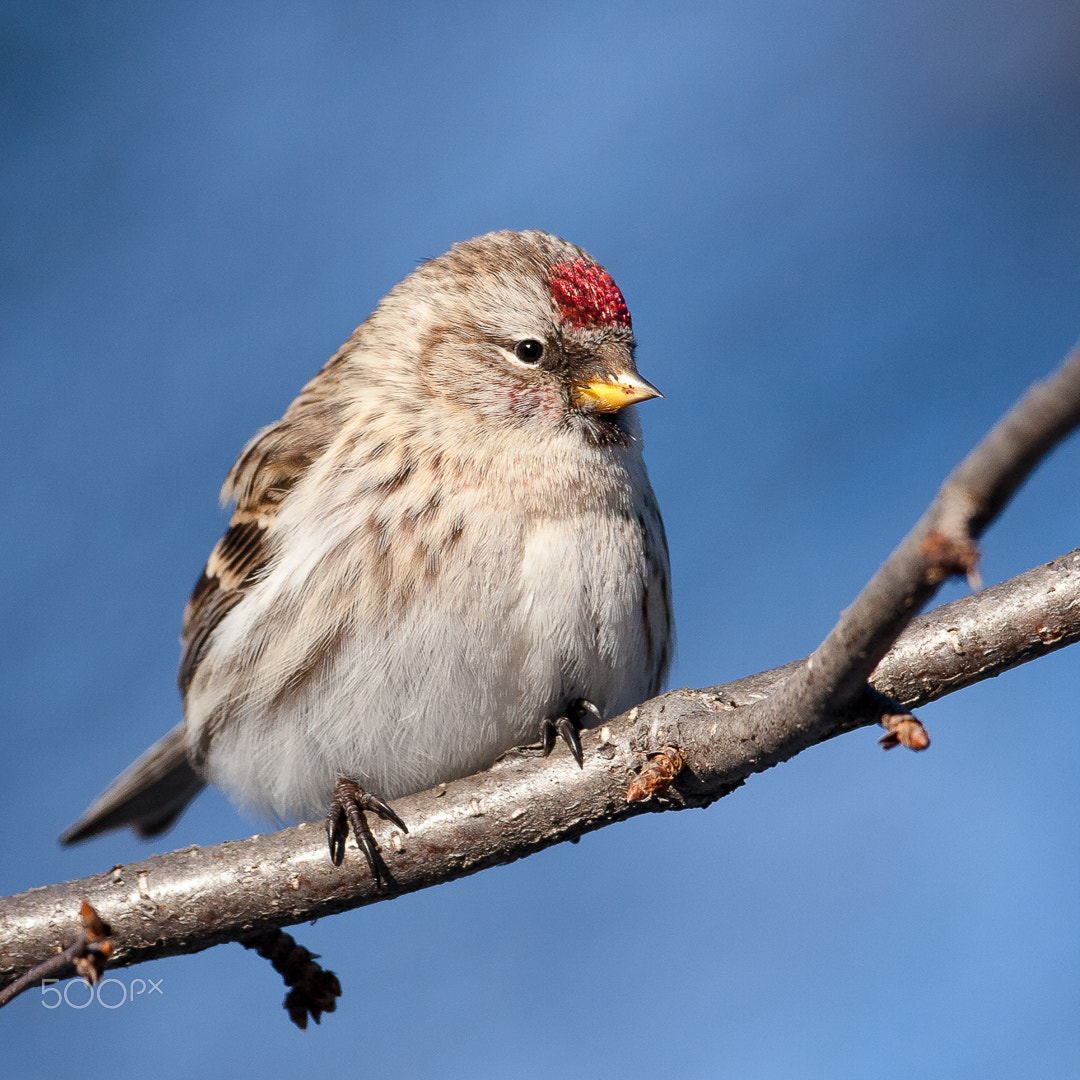 Canon EOS 40D + Canon EF 500mm F4L IS USM sample photo. Redpoll / sizerin photography