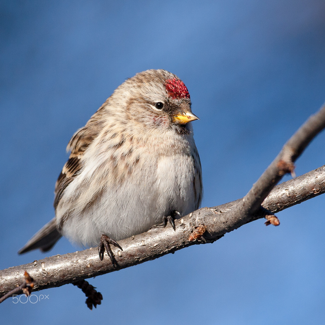 Canon EOS 40D sample photo. Redpoll / sizerin photography