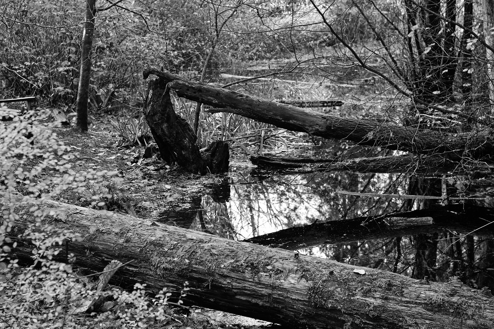 Canon EOS 650D (EOS Rebel T4i / EOS Kiss X6i) sample photo. The swamp photography