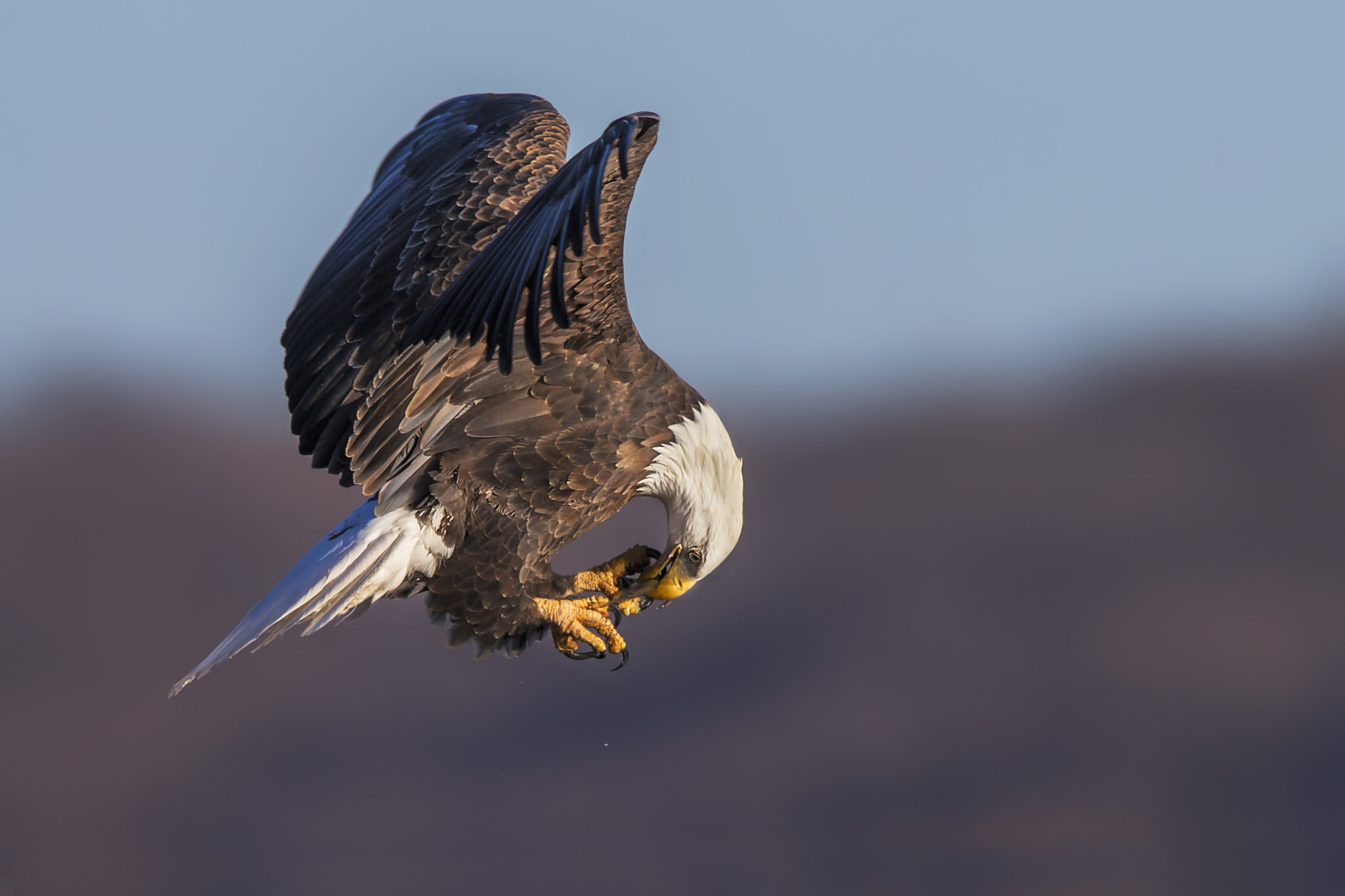 Canon EF 600mm F4L IS II USM sample photo. Too hungry photography
