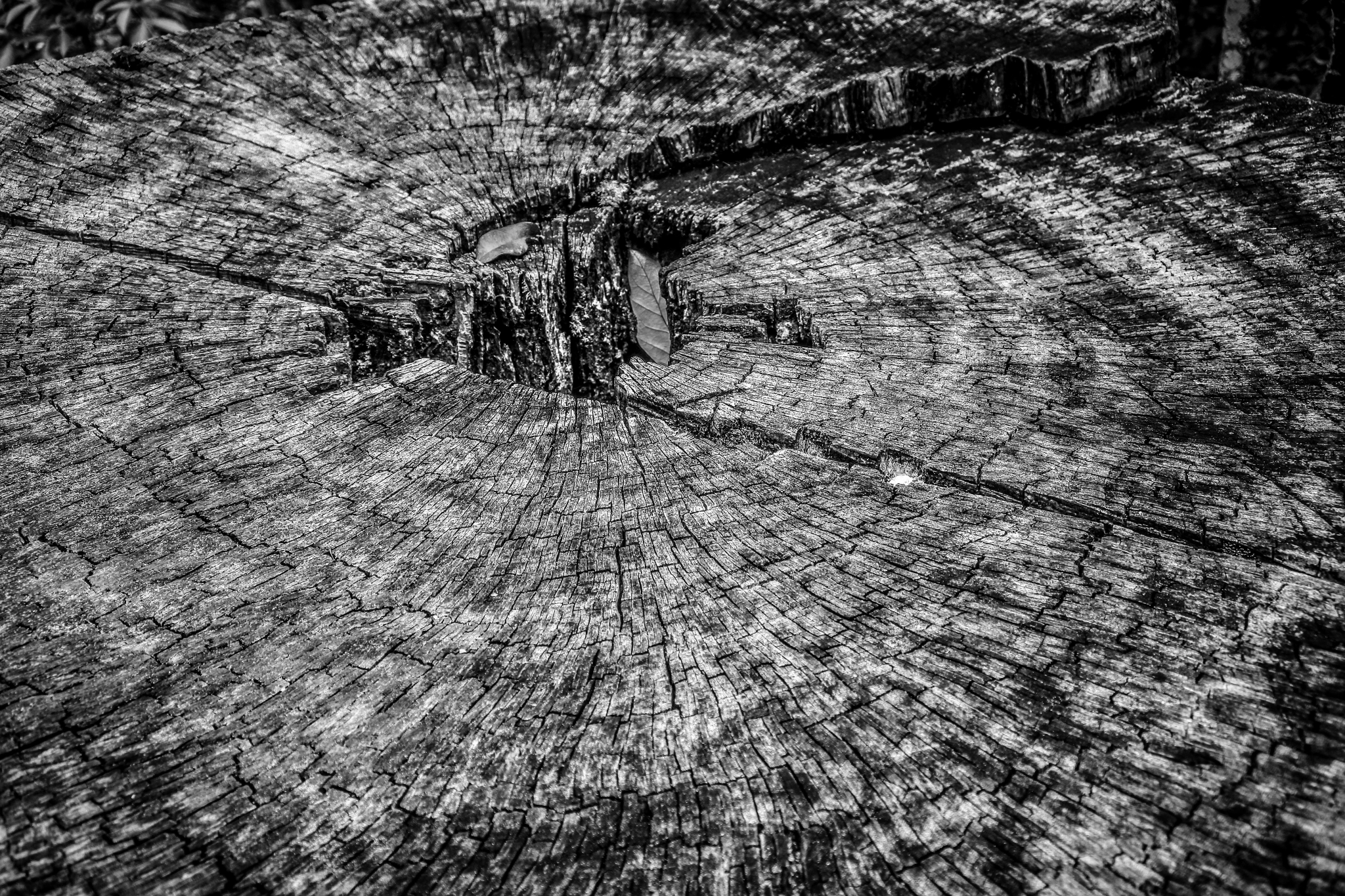 Nikon 1 J5 sample photo. Wisdom photography