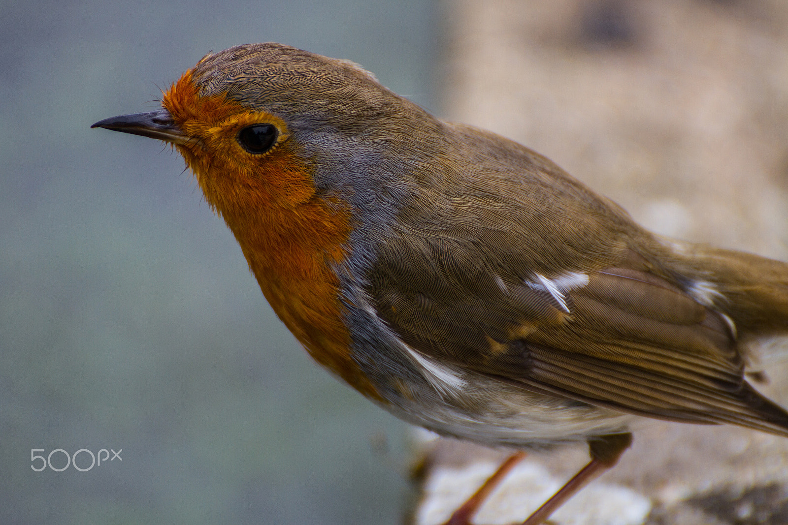 Tamron SP 35mm F1.8 Di VC USD sample photo. Robin close up photography