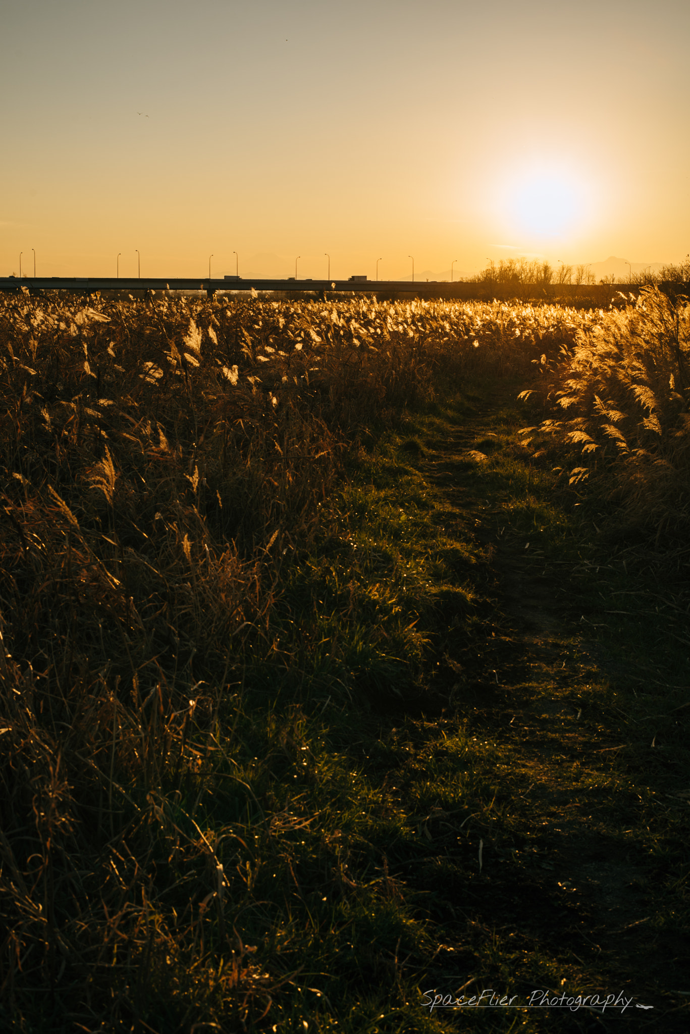 ZEISS Planar T* 50mm F1.4 sample photo. Shining prairie photography