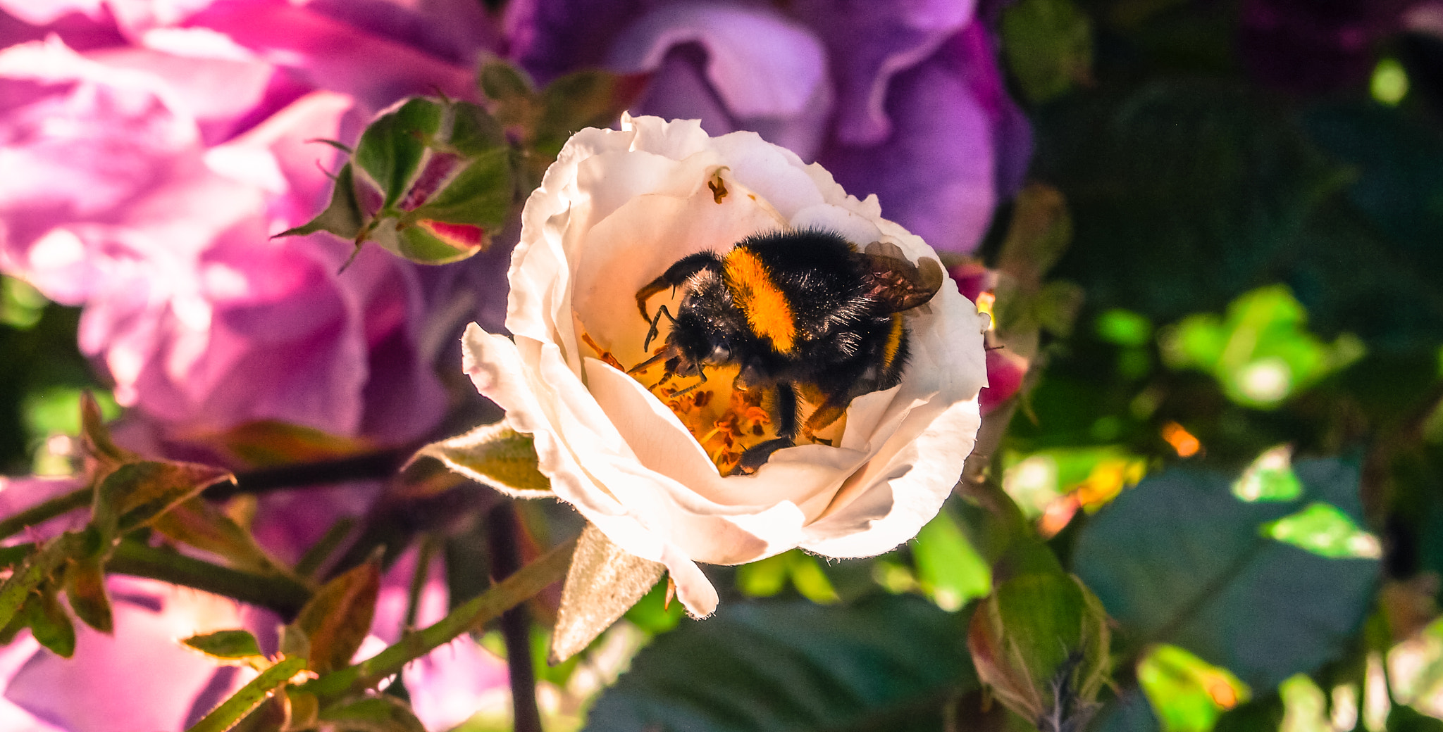 Olympus PEN E-PL3 sample photo. Honeybee photography
