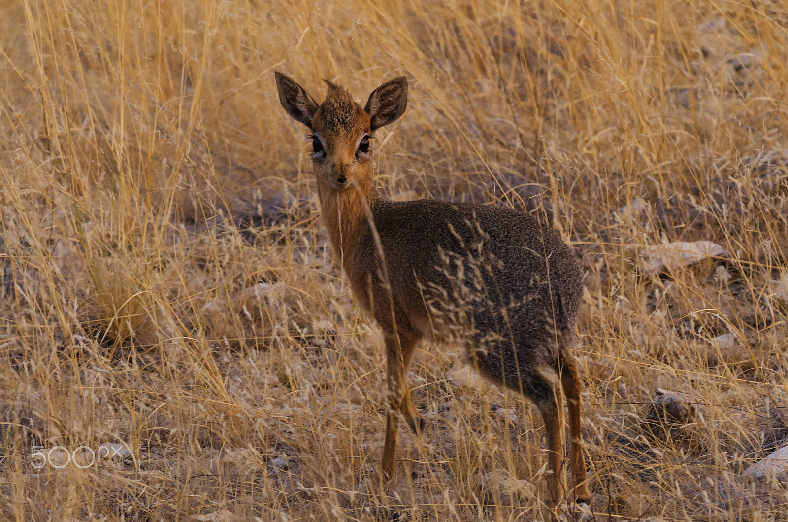 Nikon D7000 + Nikon AF-S Nikkor 300mm F4D ED-IF sample photo. Dik dik photography