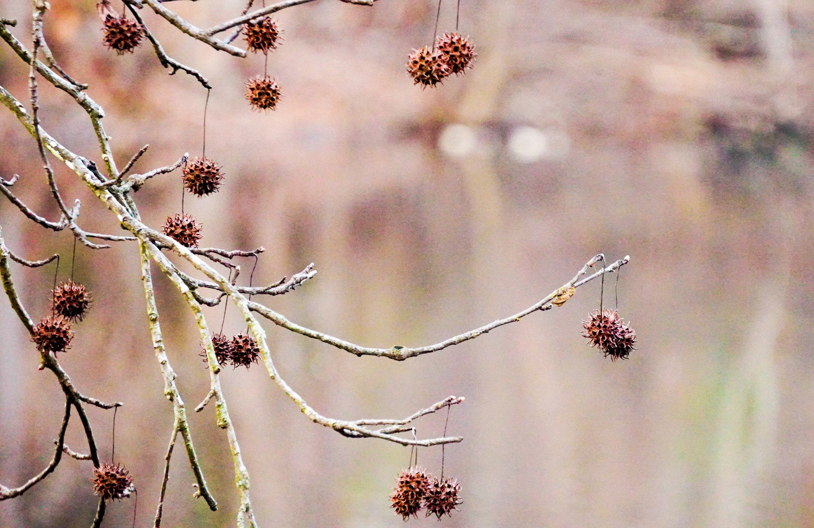 Sony a6300 + Sony E 55-210mm F4.5-6.3 OSS sample photo. Prickly trees photography