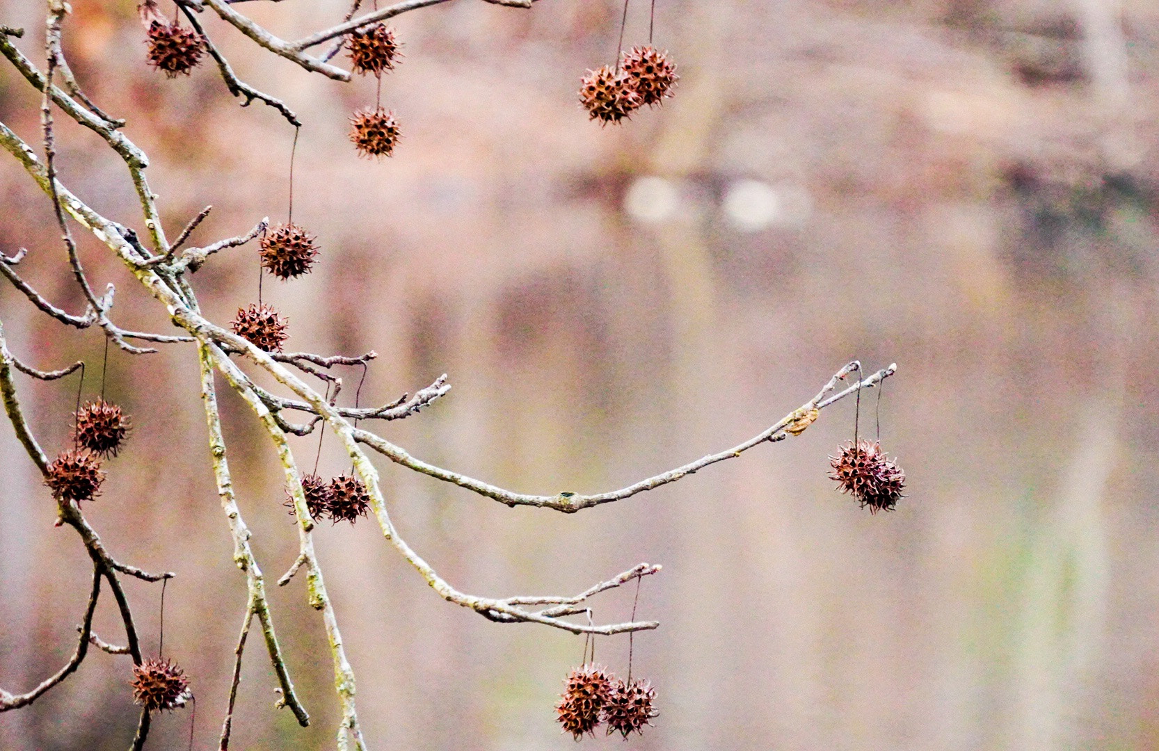 Sony a6300 sample photo. Prickly trees photography